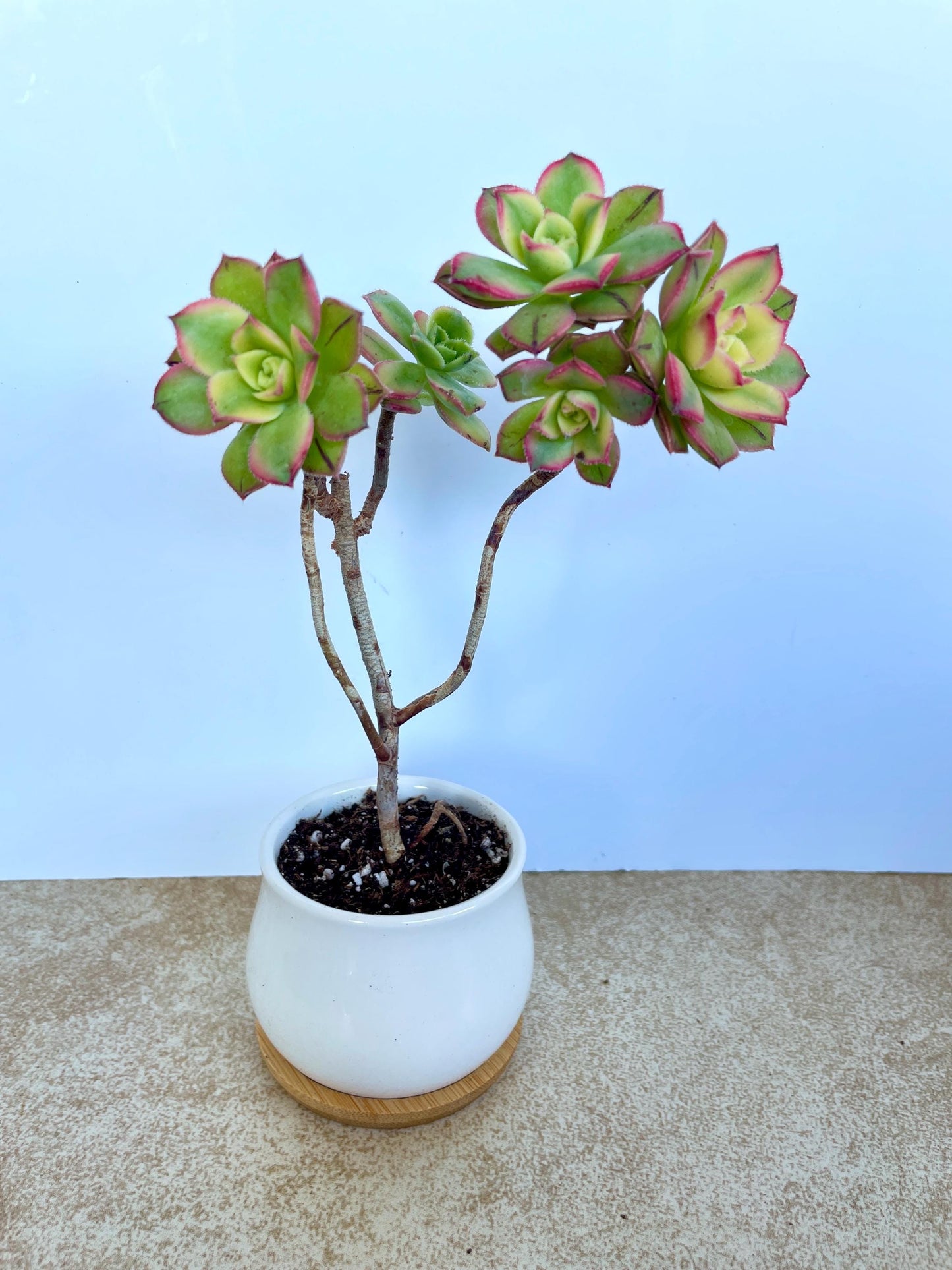 Kiwi Aeonium Succulent Bonsai
