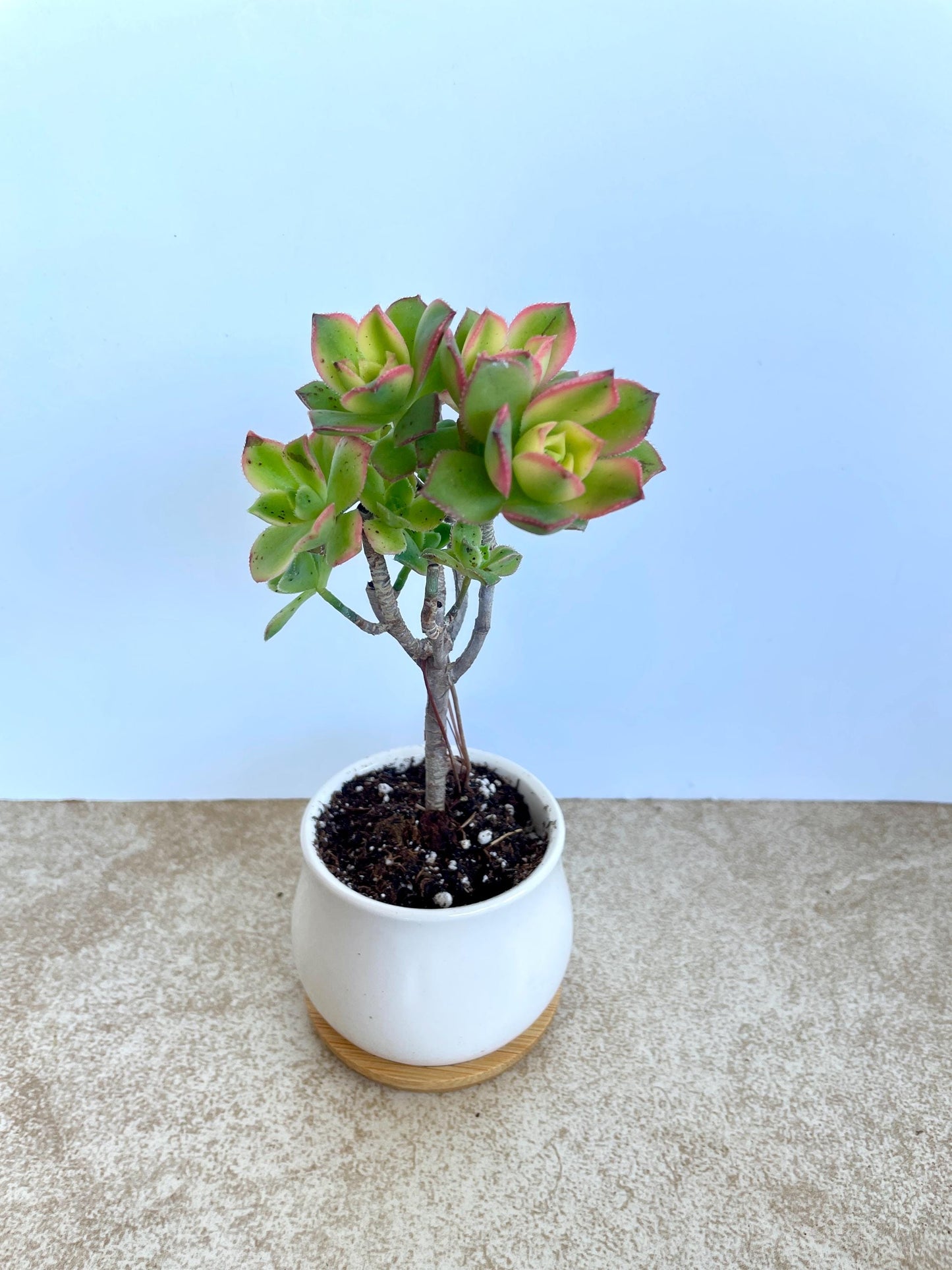 Kiwi Aeonium Succulent Bonsai