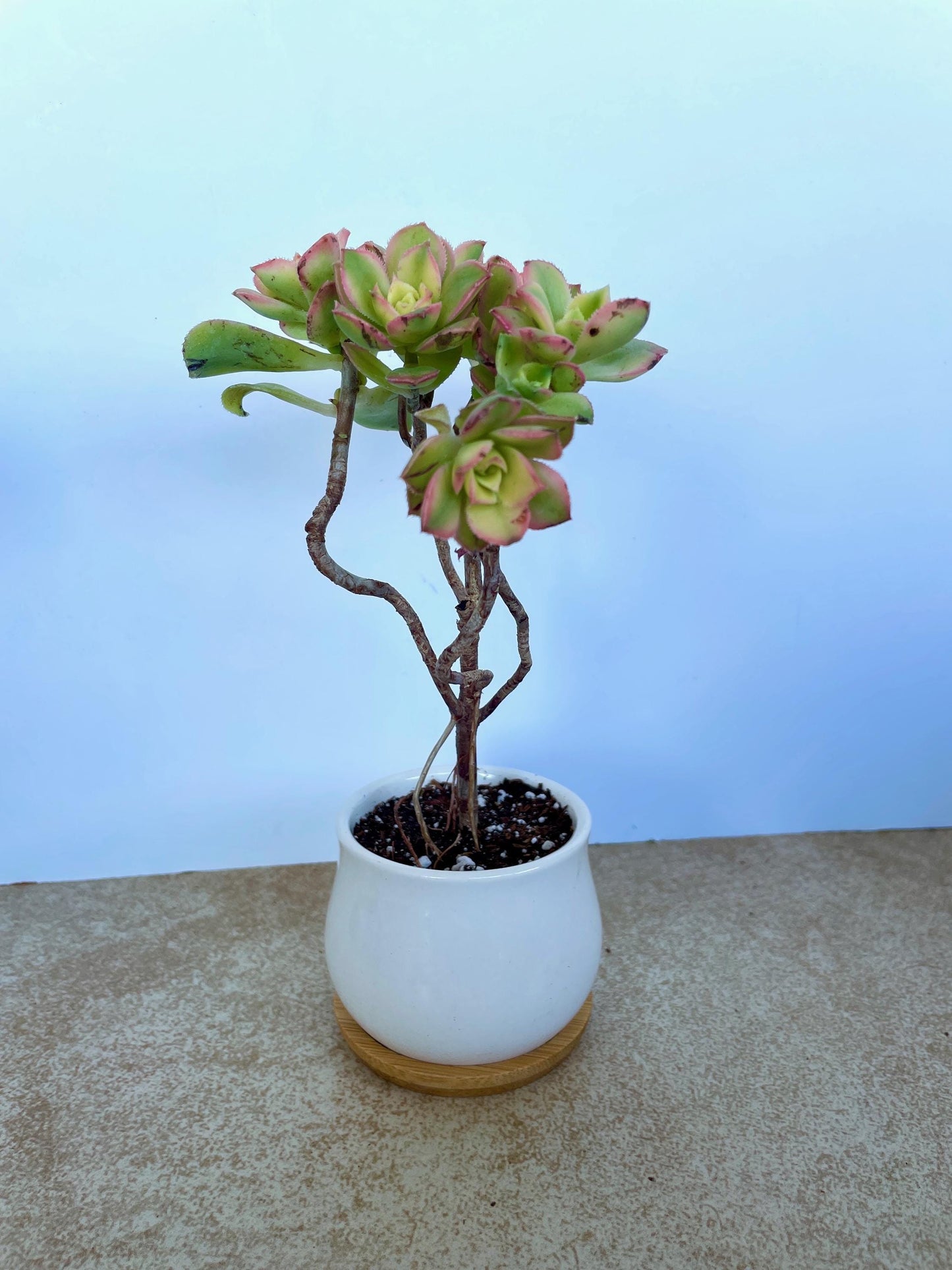 Kiwi Aeonium Succulent Bonsai