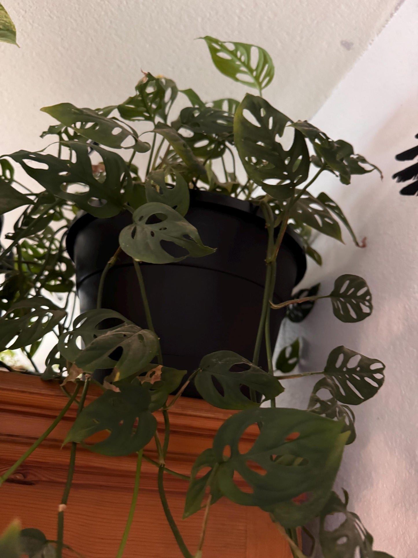 Monstera deliciosa 3” peat pot, rooted starter plant