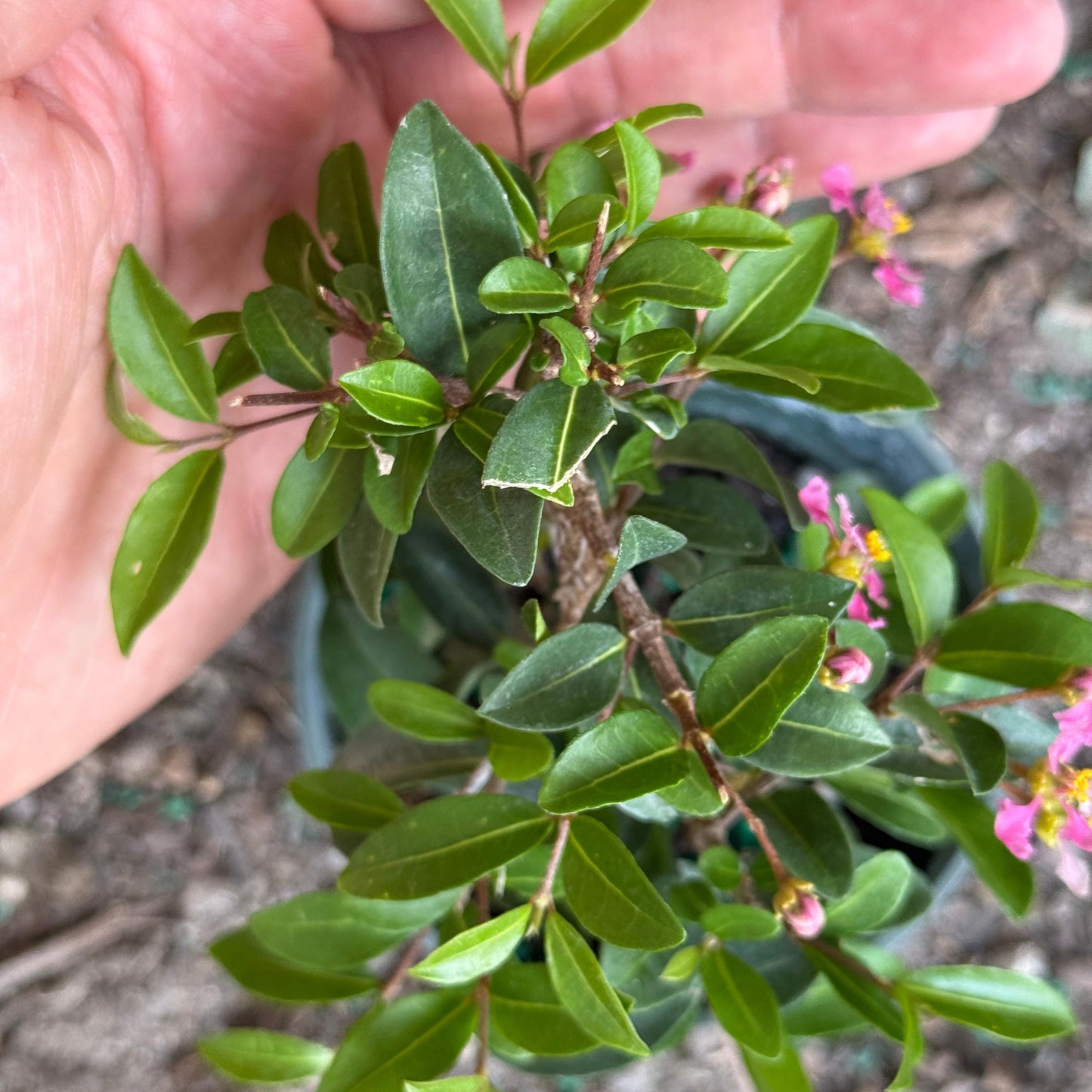 Barbados Cherry Bonsai Tree Live Plant | Malpighia Glabra | Indoor Bonsai Plants Outdoor Garden Gifts | Cherry Tree Houseplants | Starter