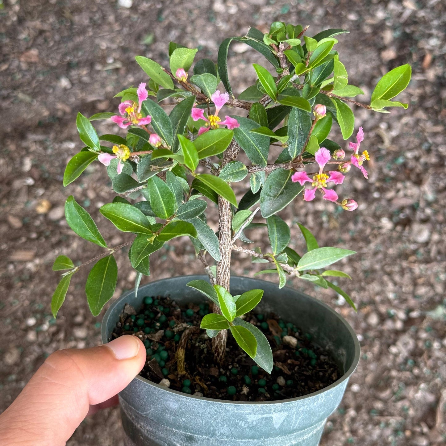Barbados Cherry Bonsai Tree Live Plant | Malpighia Glabra | Indoor Bonsai Plants Outdoor Garden Gifts | Cherry Tree Houseplants | Starter