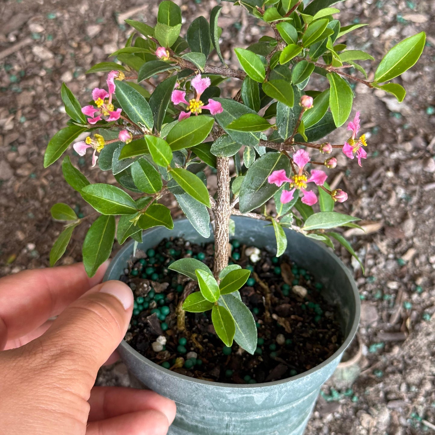 Barbados Cherry Bonsai Tree Live Plant | Malpighia Glabra | Indoor Bonsai Plants Outdoor Garden Gifts | Cherry Tree Houseplants | Starter