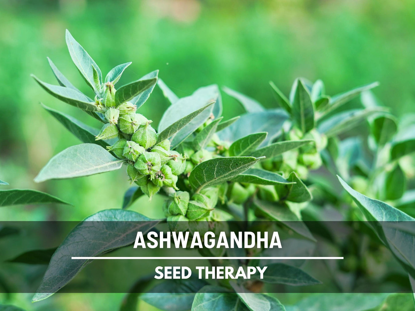 Ashwagandha Seeds – Heirloom Medicinal Herb, Indian Ginseng for Wellness, Apothecary and Therapeutic Gardens | 50 Seeds