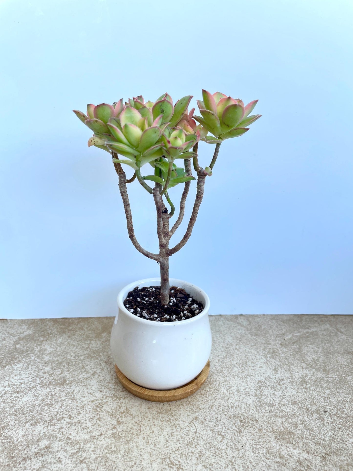 Kiwi Aeonium Succulent Bonsai