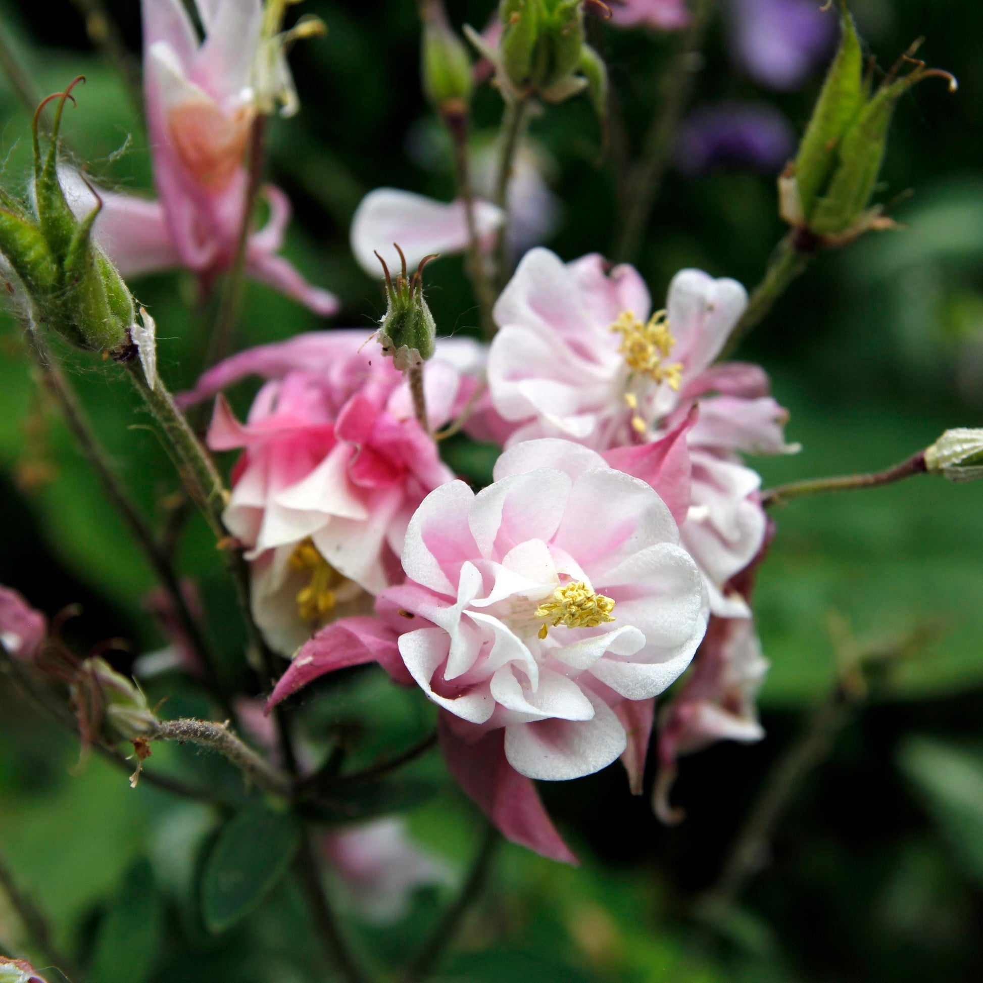 Pink Petticoat Columbine Seeds - Cold Resistant - Deciduous - Potted - Attracts pollinators - Plant in Late Summer to Early Fall - #103
