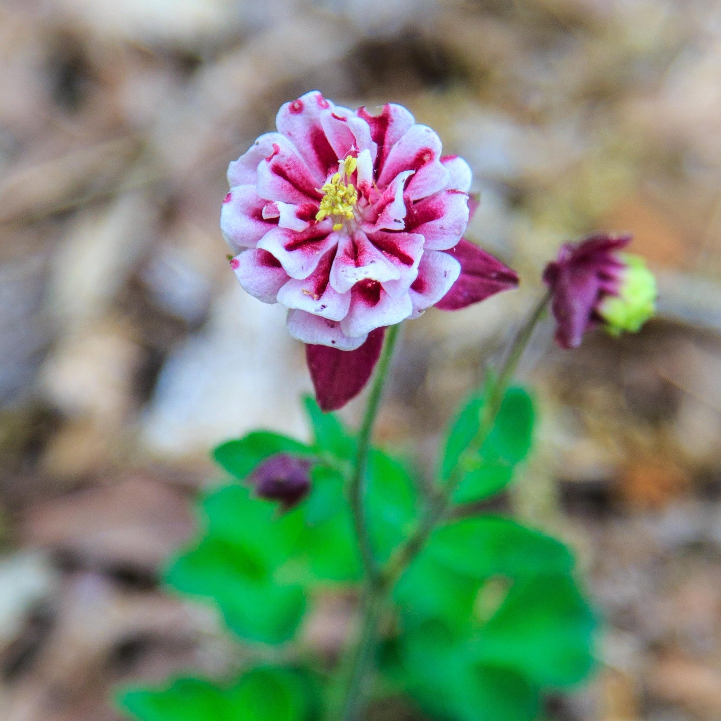 Pink Petticoat Columbine Seeds - Cold Resistant - Deciduous - Potted - Attracts pollinators - Plant in Late Summer to Early Fall - #103