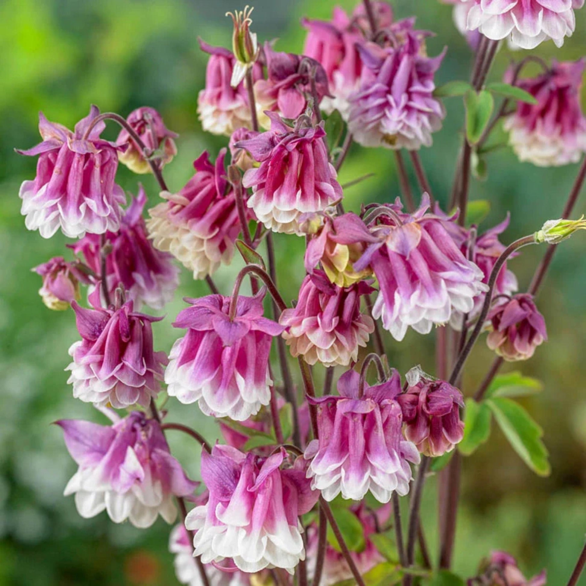Pink Petticoat Columbine Seeds - Cold Resistant - Deciduous - Potted - Attracts pollinators - Plant in Late Summer to Early Fall - #103