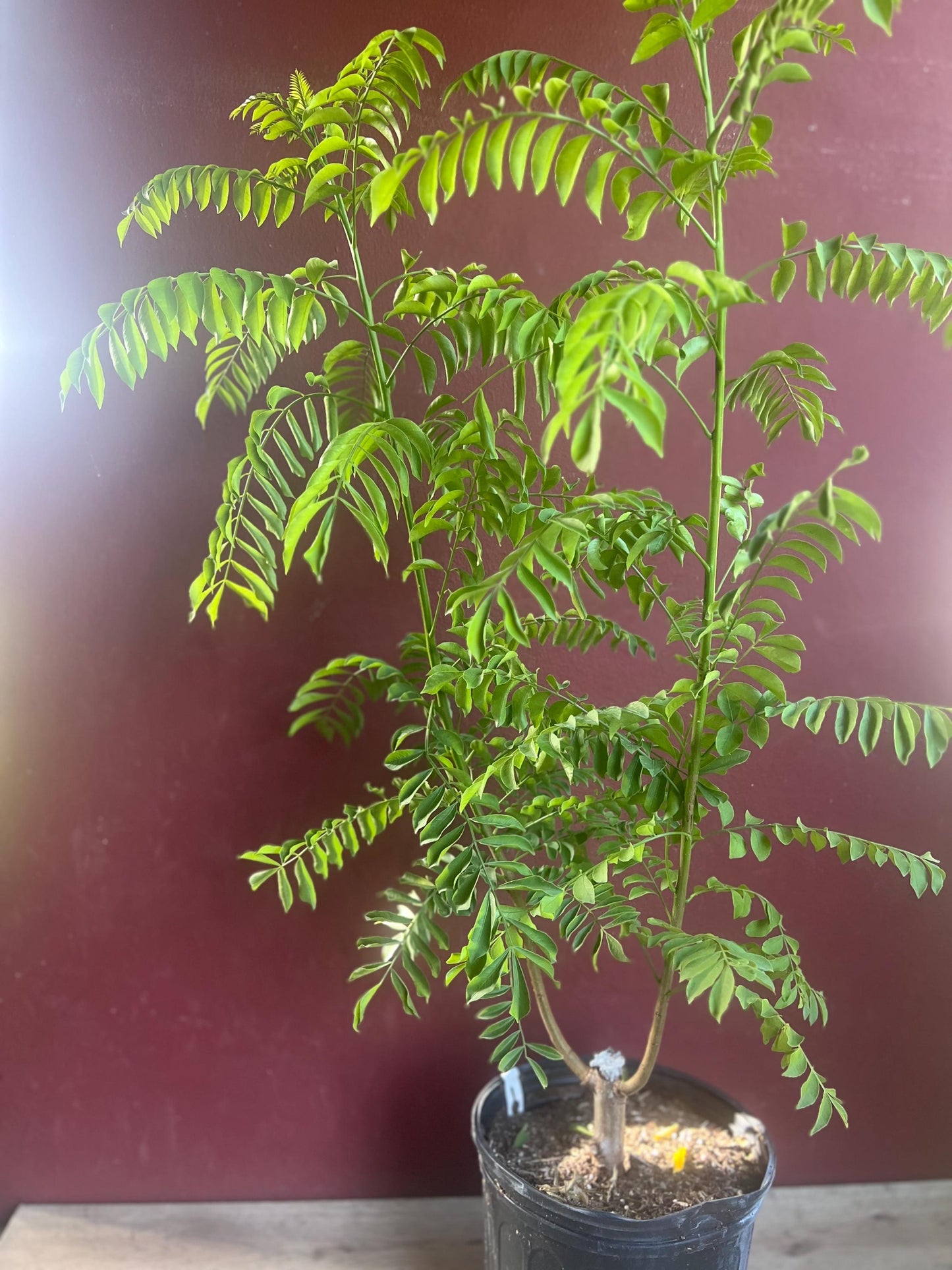 Large Red spanish. hog plum in 3 gallons pot, ciruela, jocote rojo, mombin tree