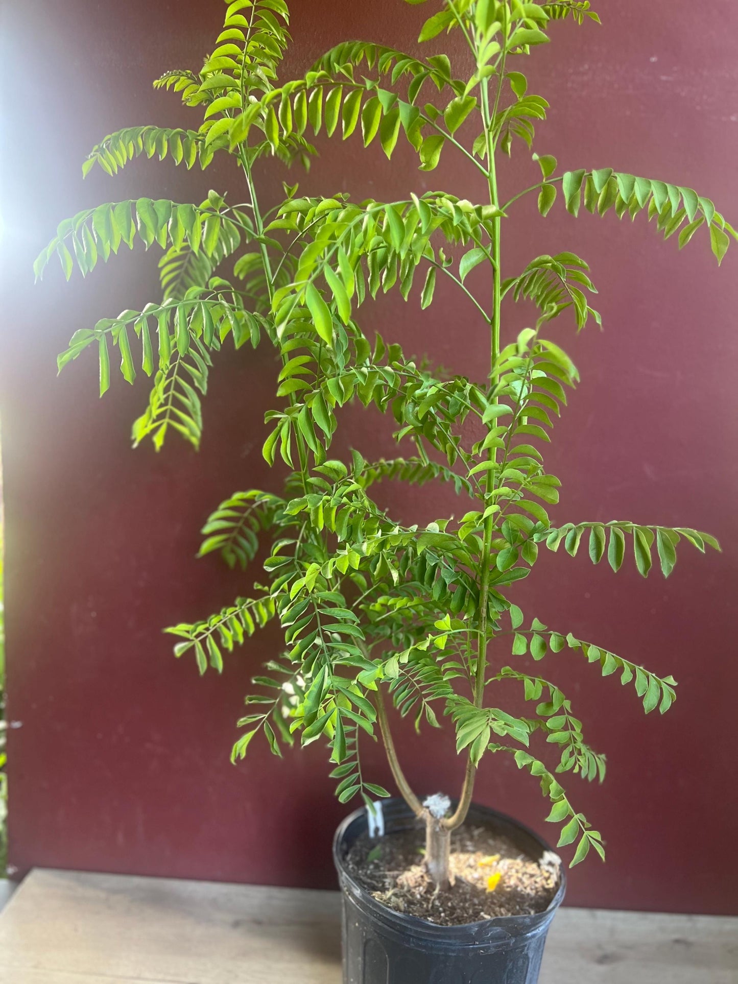 Large Red spanish. hog plum in 3 gallons pot, ciruela, jocote rojo, mombin tree