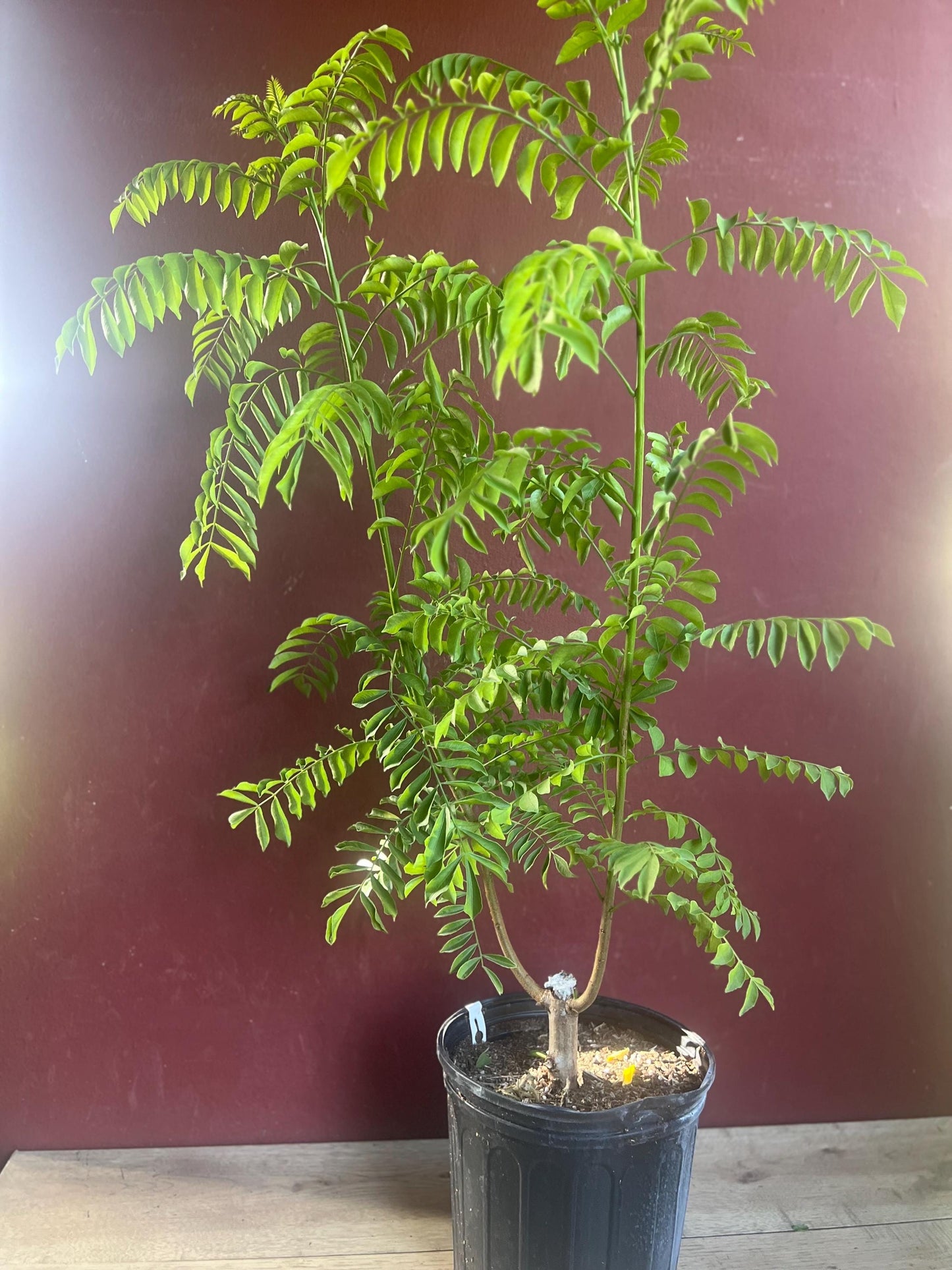 Large Red spanish. hog plum in 3 gallons pot, ciruela, jocote rojo, mombin tree