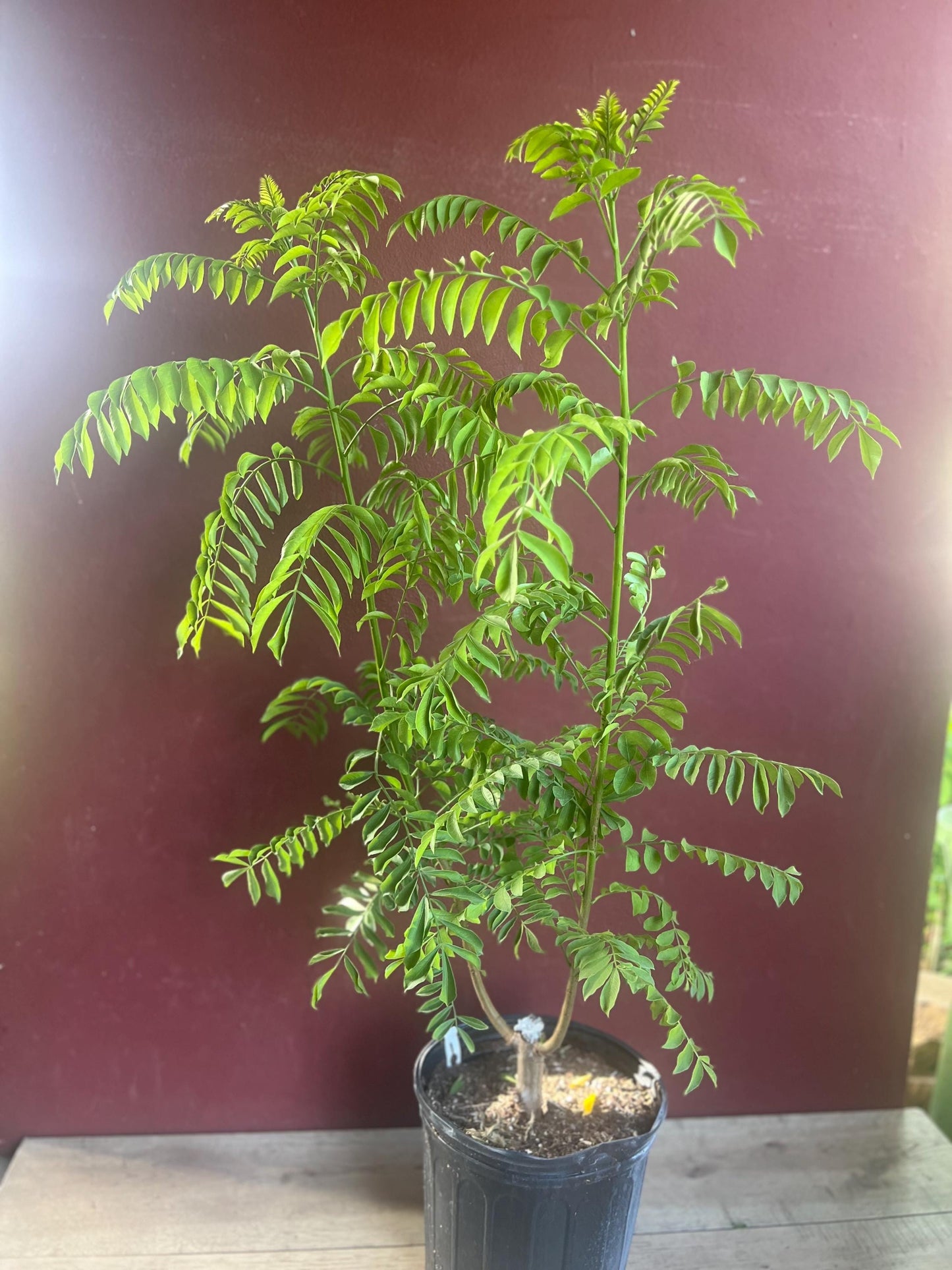 Large Red spanish. hog plum in 3 gallons pot, ciruela, jocote rojo, mombin tree