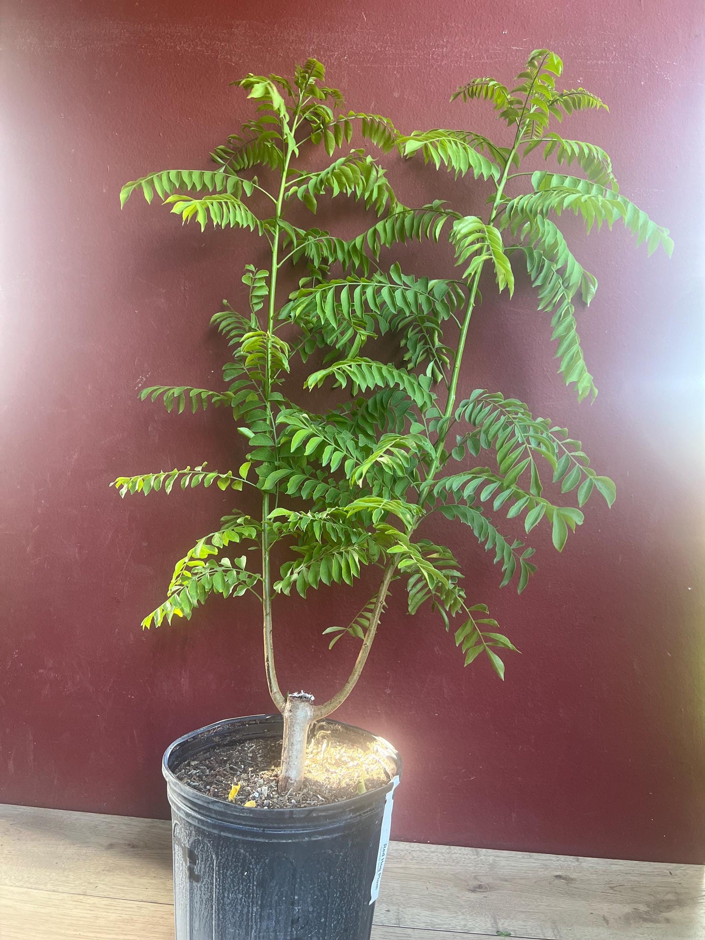 Large Red spanish. hog plum in 3 gallons pot, ciruela, jocote rojo, mombin tree