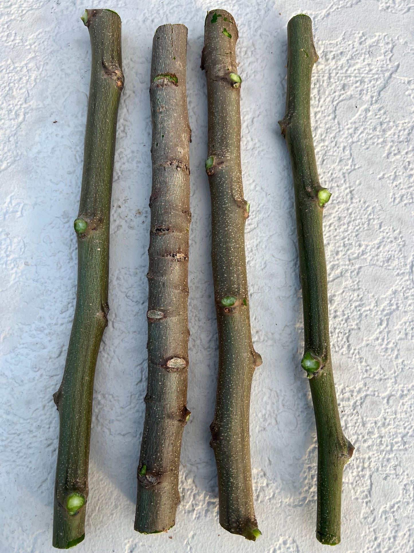 Moringa Oleifera Stem Cuttings (No chemicals sprayed/Used) Florida Grown USA ~ Natural