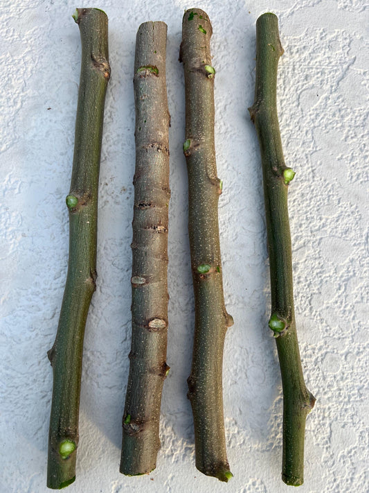 Moringa Oleifera Stem Cuttings (No chemicals sprayed/Used) Florida Grown USA ~ Natural