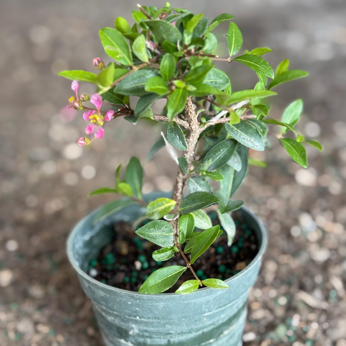 Barbados Cherry Bonsai Tree Live Plant | Malpighia Glabra | Indoor Bonsai Plants Outdoor Garden Gifts | Cherry Tree Houseplants | Starter