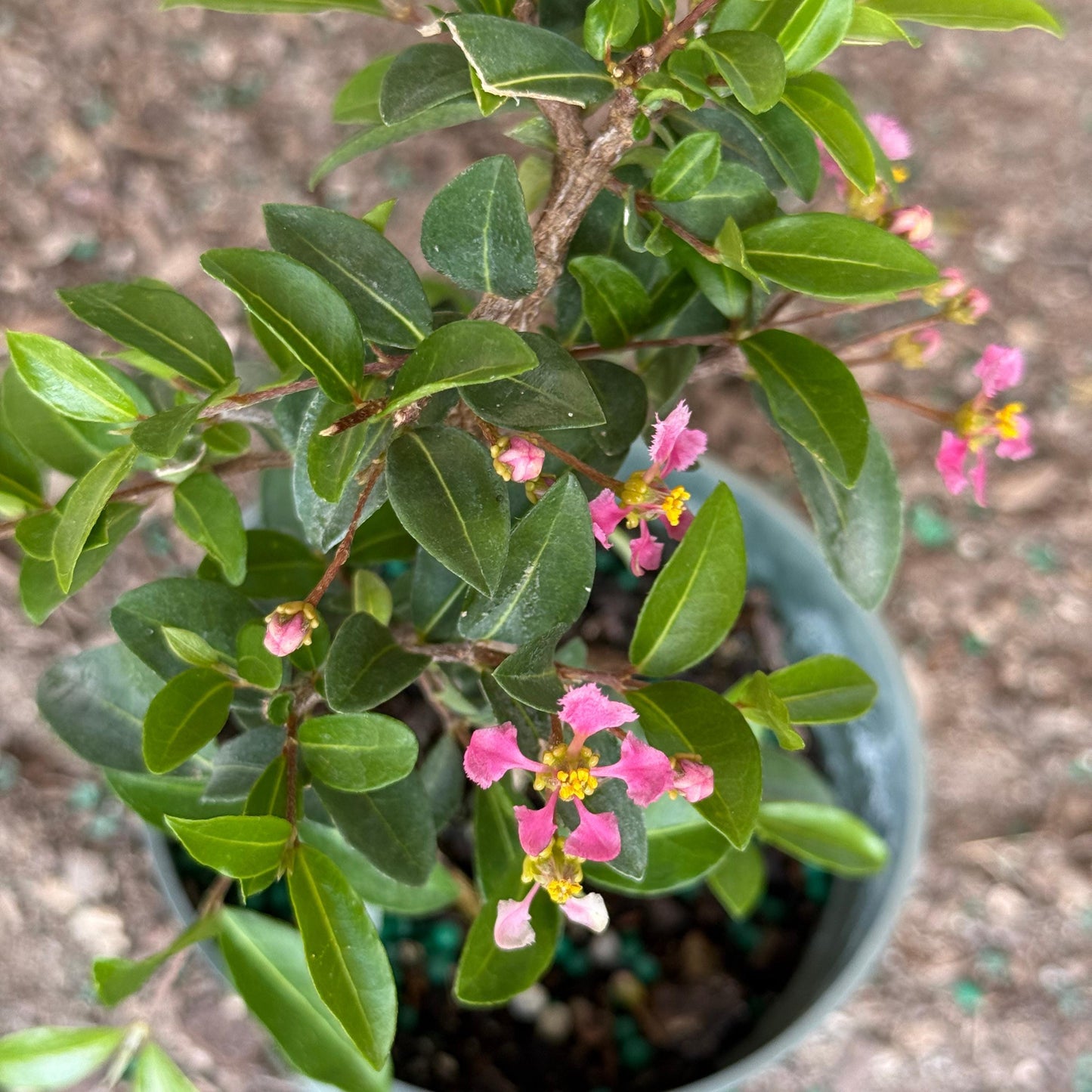 Barbados Cherry Bonsai Tree Live Plant | Malpighia Glabra | Indoor Bonsai Plants Outdoor Garden Gifts | Cherry Tree Houseplants | Starter