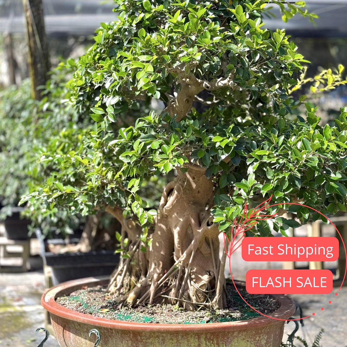 Barbados Cherry Bonsai Tree Live Plant | Malpighia Glabra | Indoor Bonsai Plants Outdoor Garden Gifts | Cherry Tree Houseplants | Starter