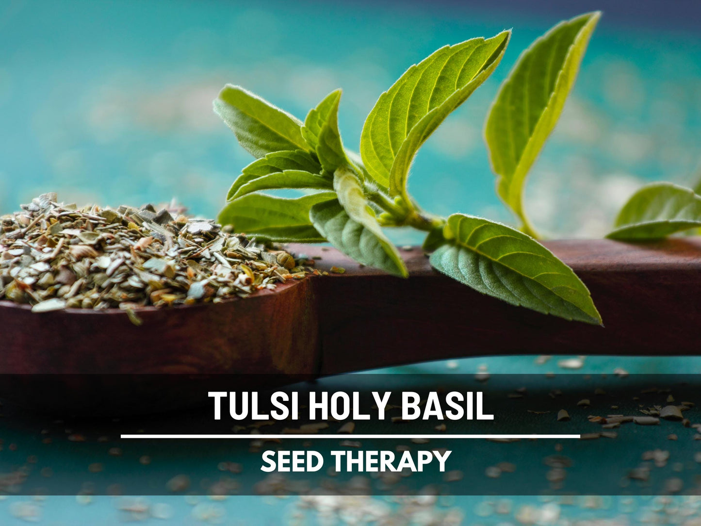 Holy Basil Seeds (Tulsi, Kapoor) – Heirloom Sacred Herb, Easy to Grow, Top Choice for Home Apothecaries & Tea | 250 Seeds