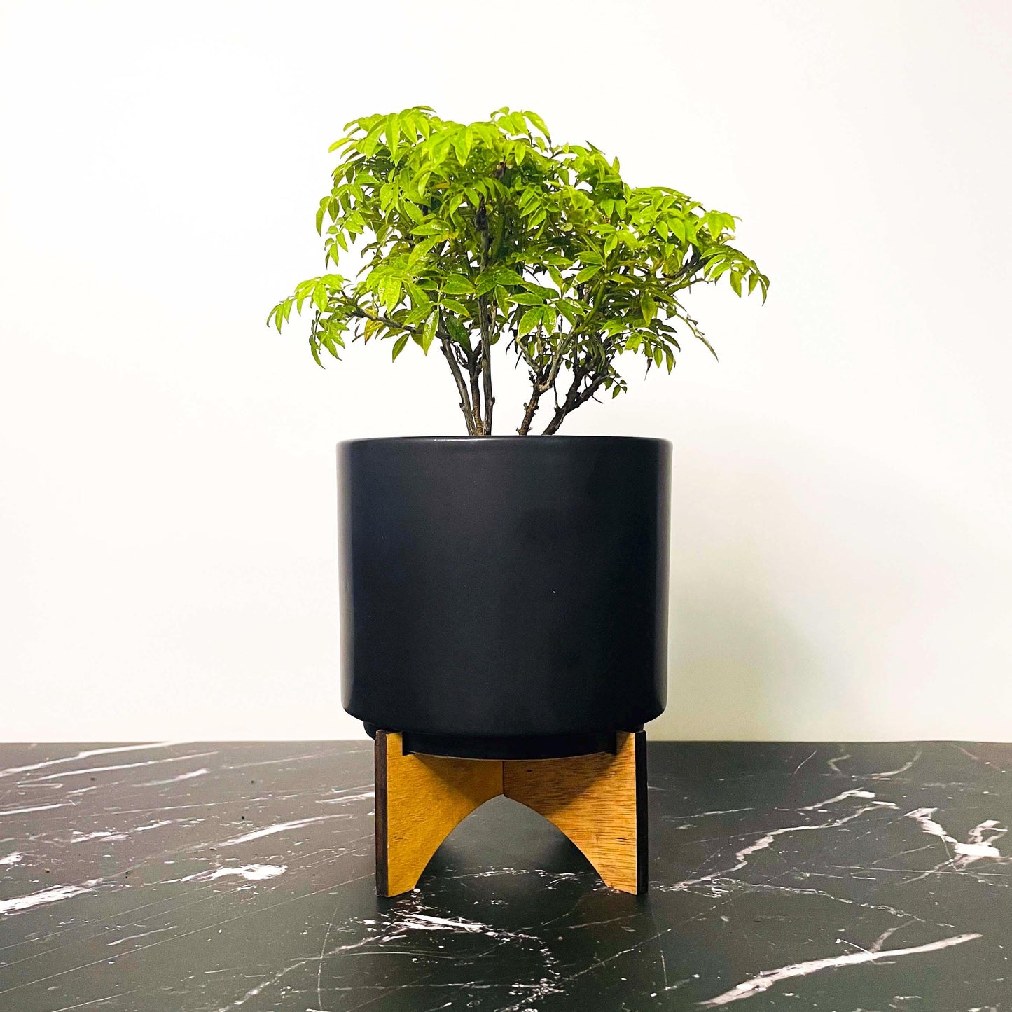 Pre-Bonsai, Hime Fuji Dwarf Wisteria, Live Plant - 4" Growers Pot