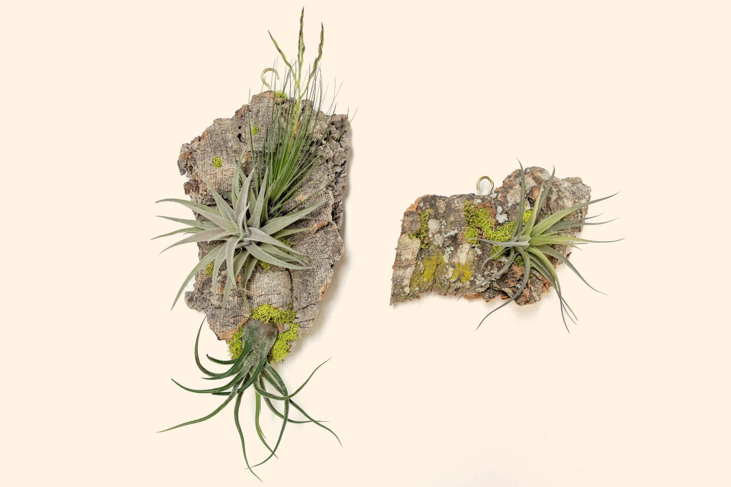 Fully Assembled Air Plant Cork Bark Displays - Multiple Sizes - Live Hanging Garden - 30 Day Air Plant Guarantee - FAST SHIPPING