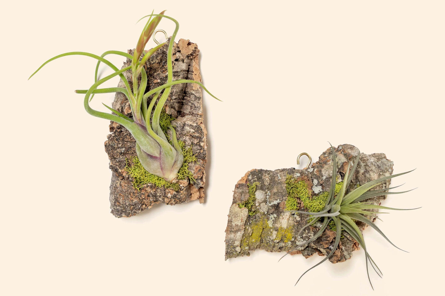 Fully Assembled Air Plant Cork Bark Displays - Multiple Sizes - Live Hanging Garden - 30 Day Air Plant Guarantee - FAST SHIPPING