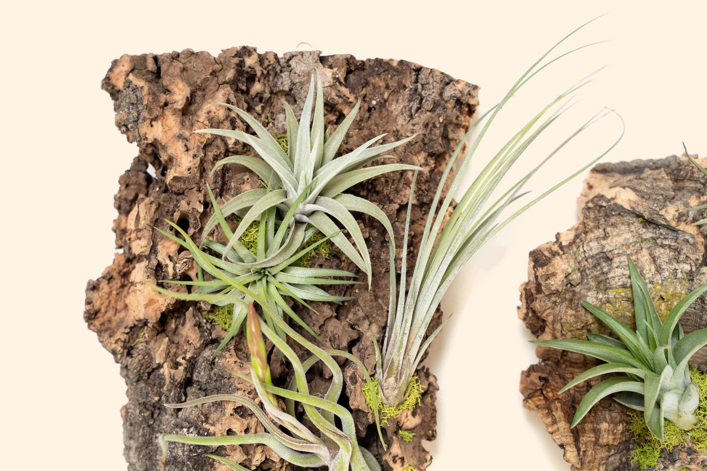 Fully Assembled Air Plant Cork Bark Displays - Multiple Sizes - Live Hanging Garden - 30 Day Air Plant Guarantee - FAST SHIPPING