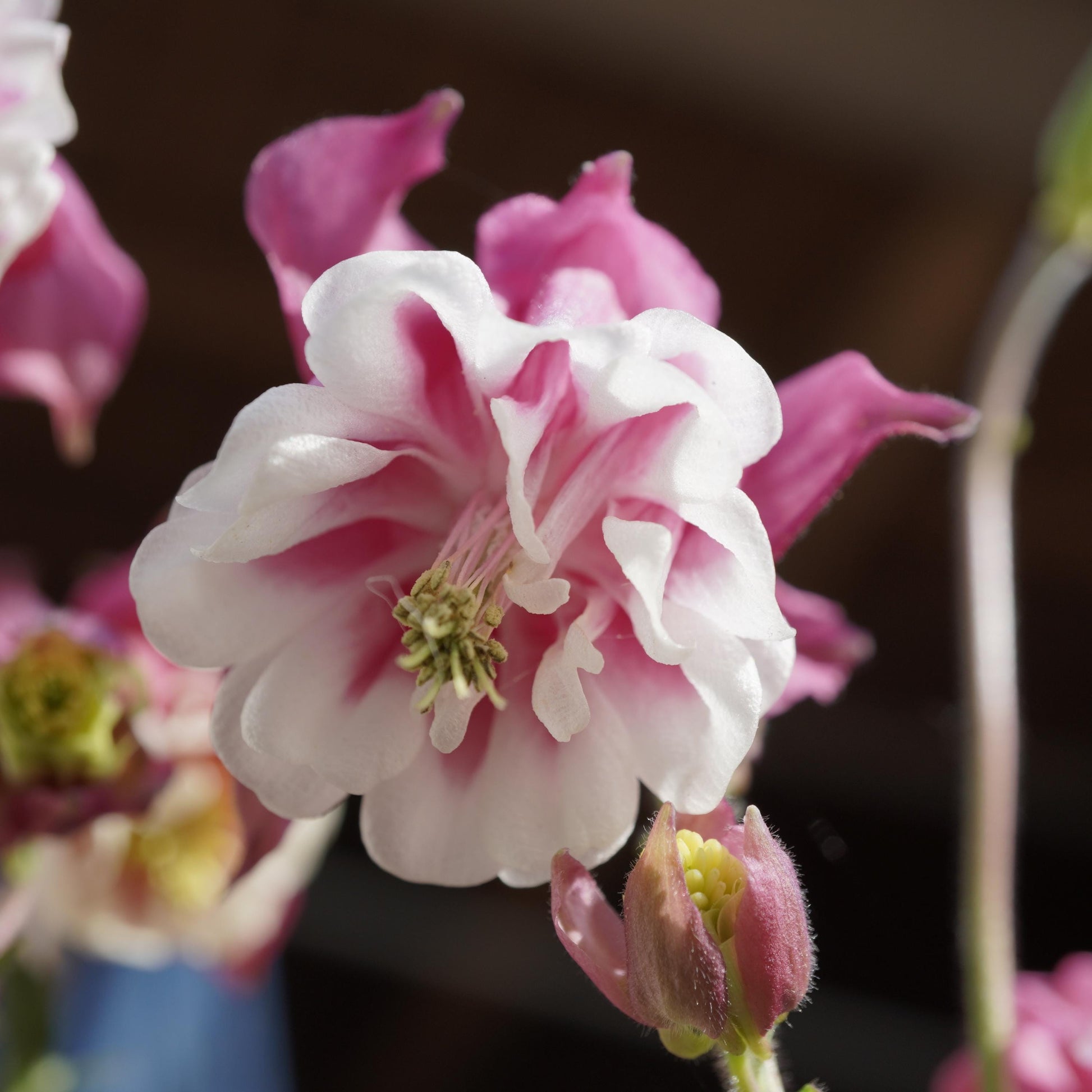 Pink Petticoat Columbine Seeds - Cold Resistant - Deciduous - Potted - Attracts pollinators - Plant in Late Summer to Early Fall - #103