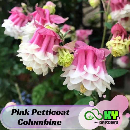 Pink Petticoat Columbine Seeds - Cold Resistant - Deciduous - Potted - Attracts pollinators - Plant in Late Summer to Early Fall - #103