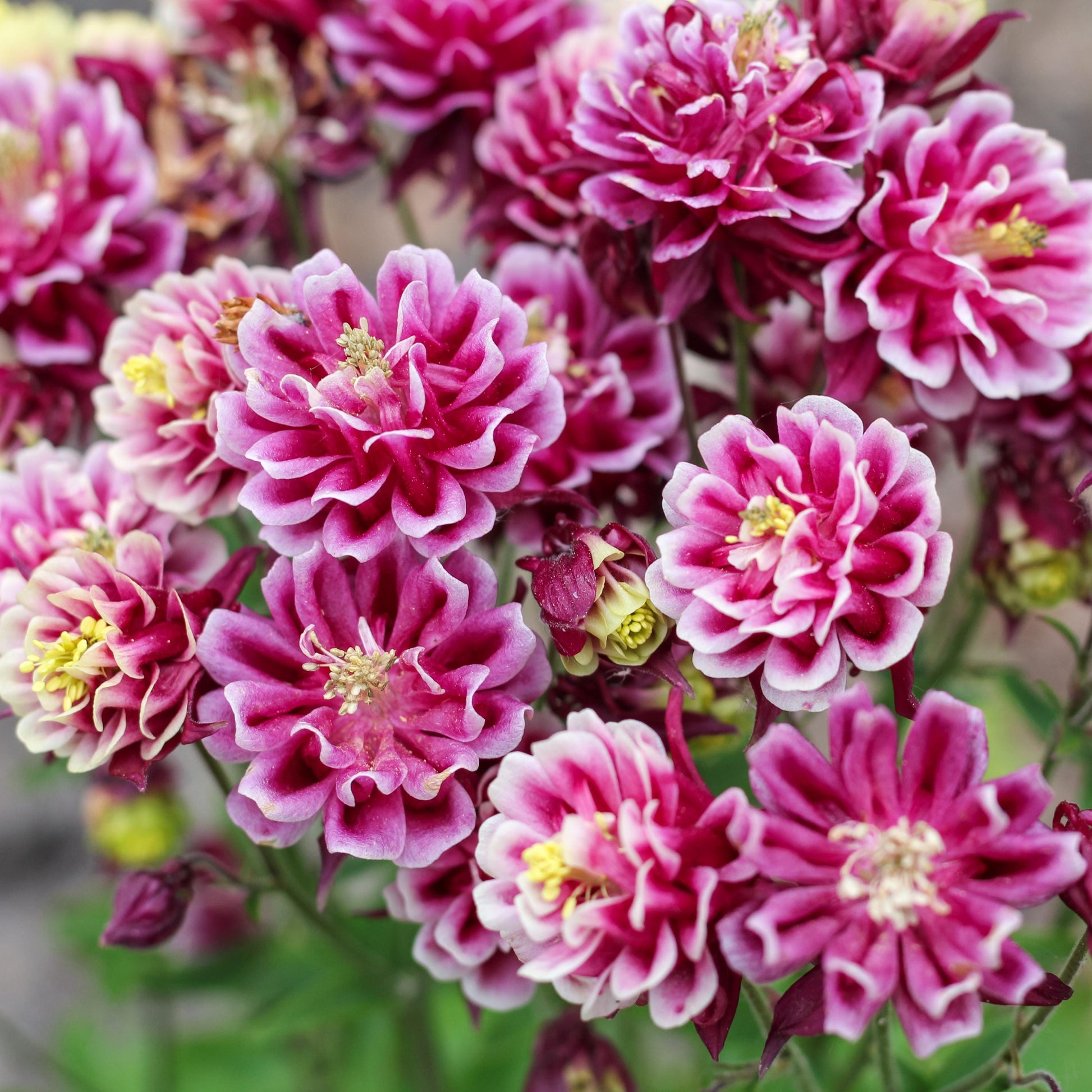 Pink Petticoat Columbine Seeds - Cold Resistant - Deciduous - Potted - Attracts pollinators - Plant in Late Summer to Early Fall - #103