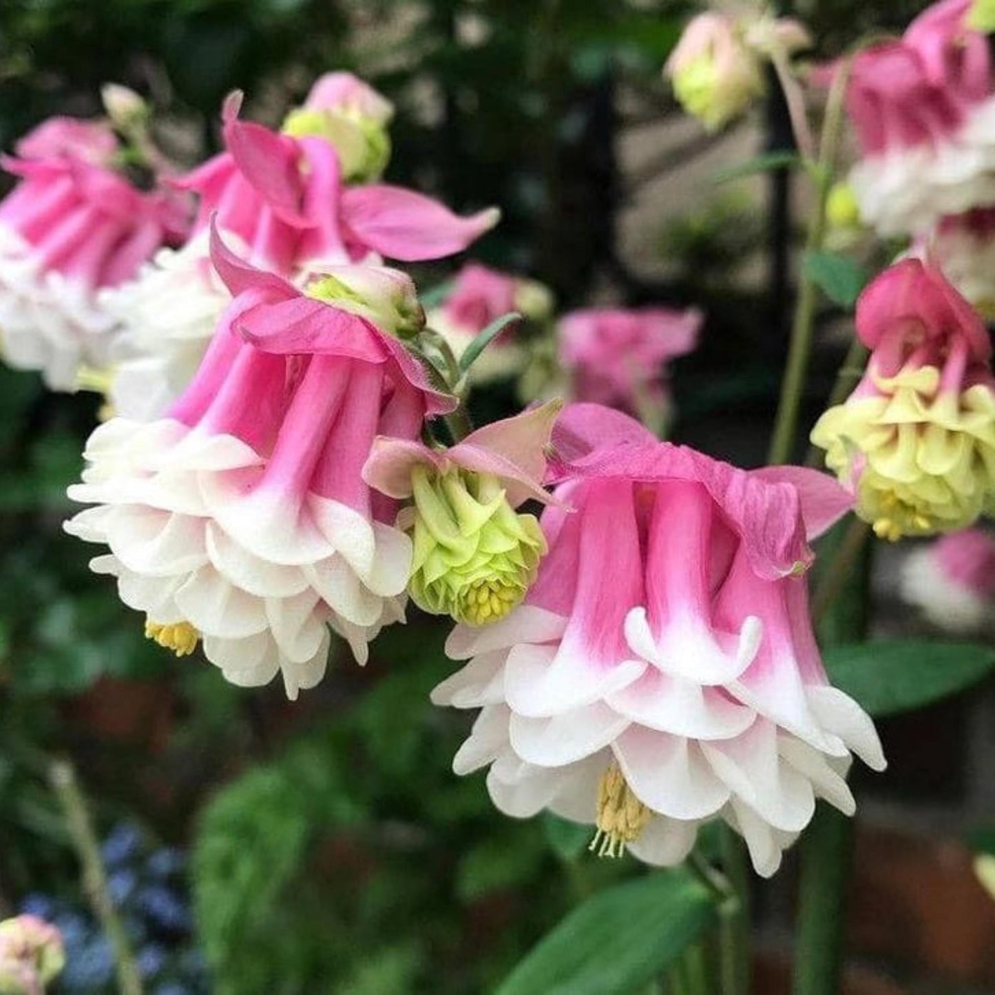 Pink Petticoat Columbine Seeds - Cold Resistant - Deciduous - Potted - Attracts pollinators - Plant in Late Summer to Early Fall - #103