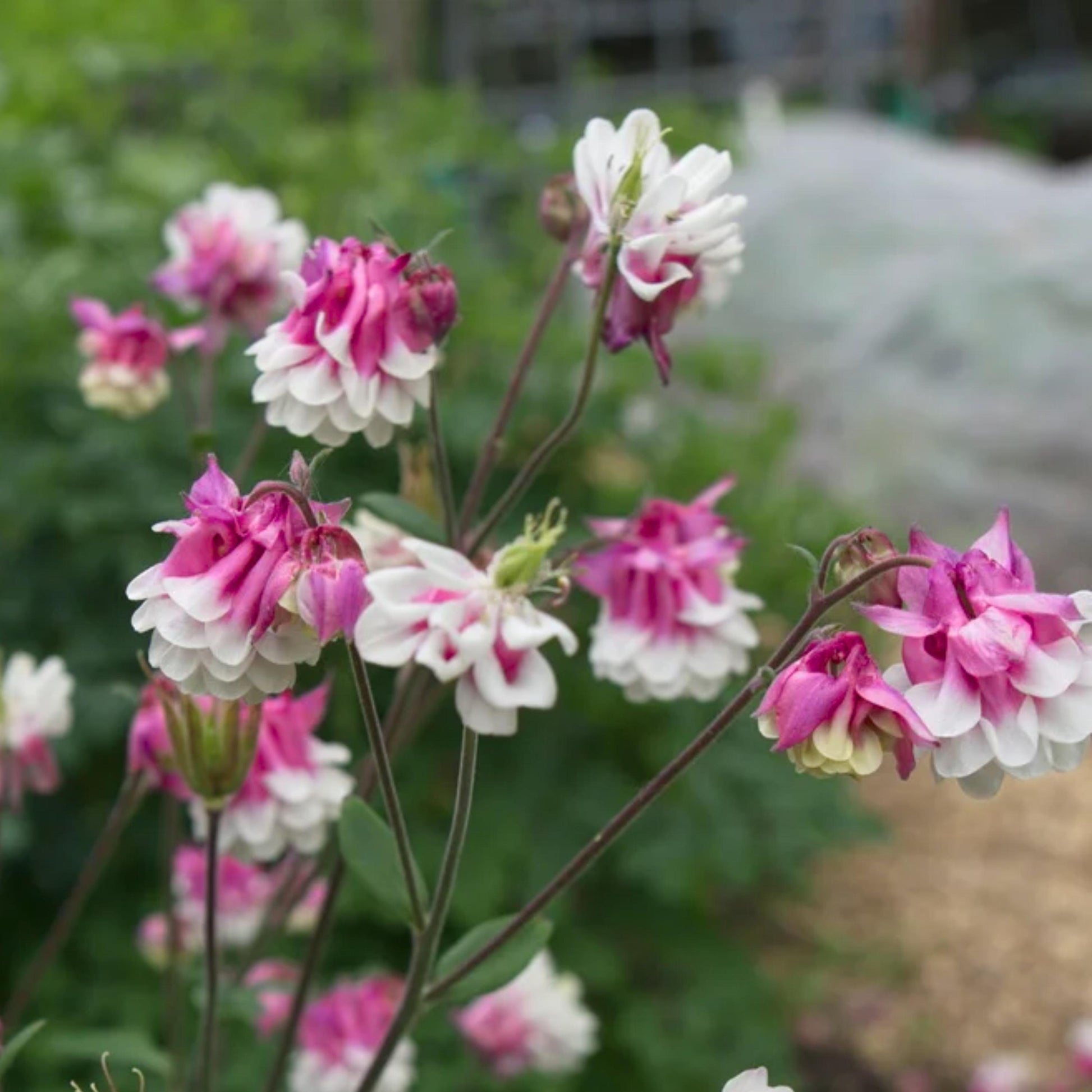 Pink Petticoat Columbine Seeds - Cold Resistant - Deciduous - Potted - Attracts pollinators - Plant in Late Summer to Early Fall - #103