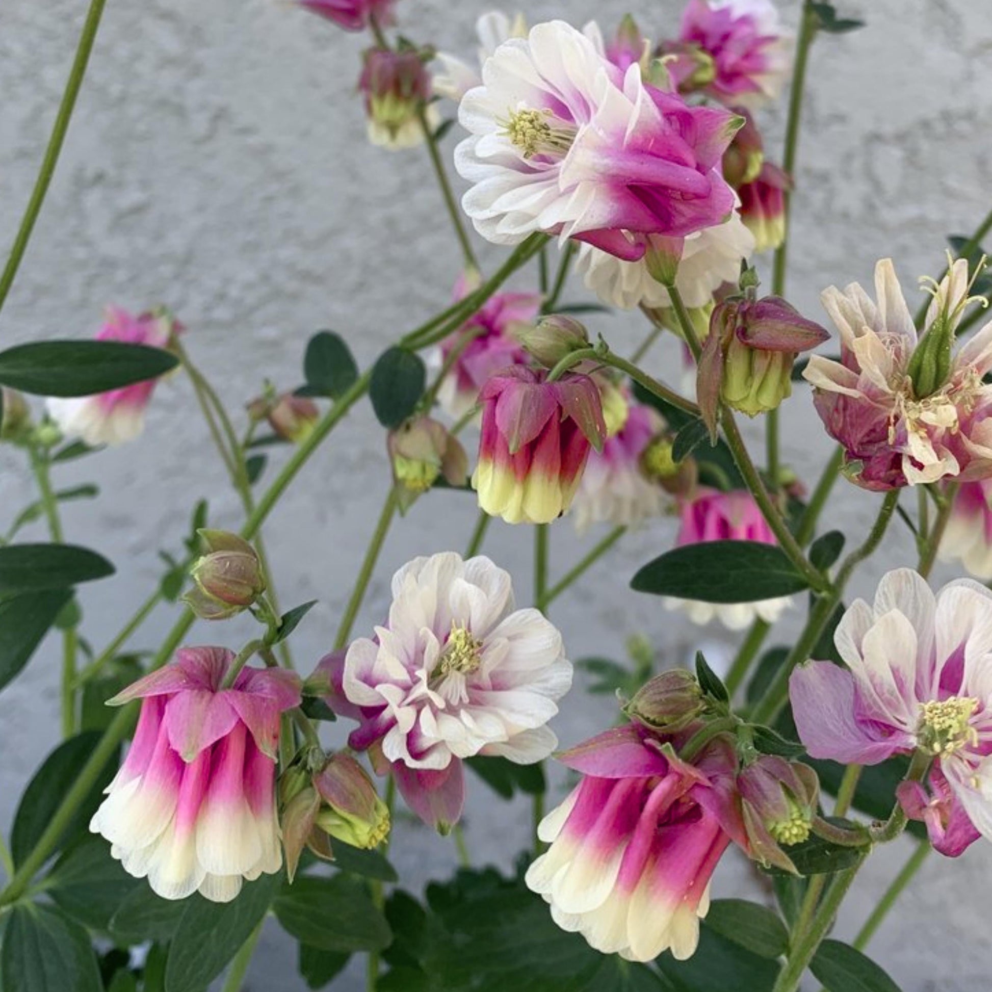 Pink Petticoat Columbine Seeds - Cold Resistant - Deciduous - Potted - Attracts pollinators - Plant in Late Summer to Early Fall - #103