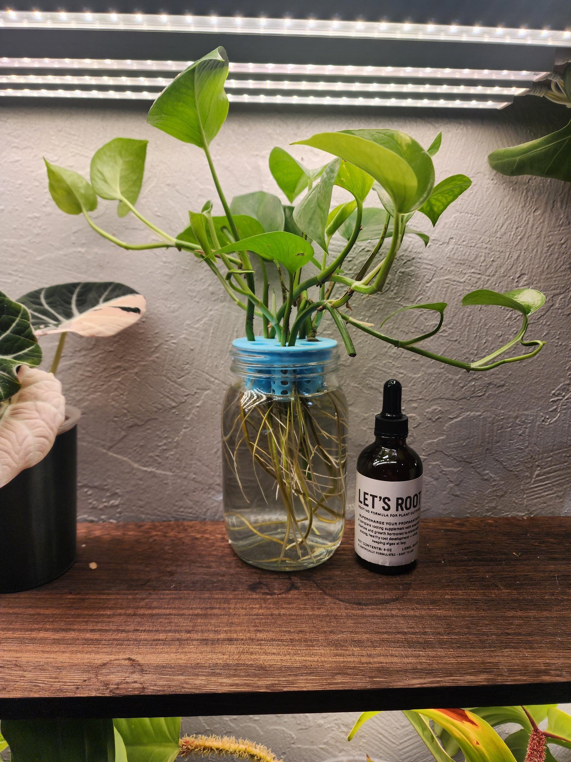 Let’s Root Plant Cutting Rooting Formula | 4 oz Bottle | Propagation Supplement for Water, Soil, LECA