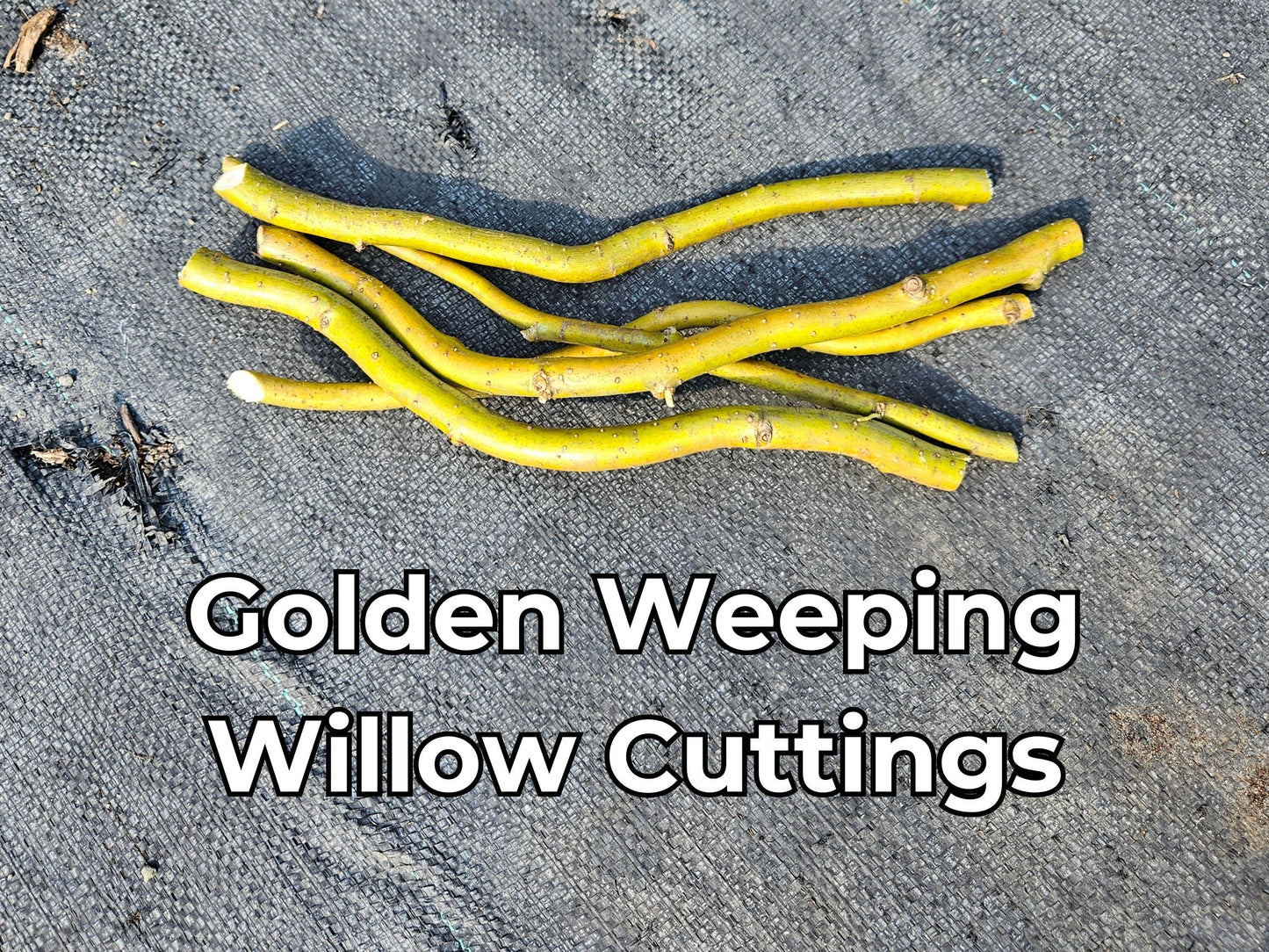 Golden Weeping Willow Tree Cuttings – Fast Rooting Bonsai or Landscape Tree,  Easy Desktop Propagation, Long-Lived Corkscrew Willow