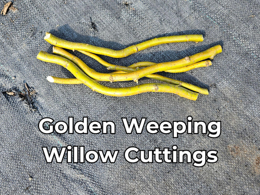 Golden Weeping Willow Tree Cuttings – Fast Rooting Bonsai or Landscape Tree,  Easy Desktop Propagation, Long-Lived Corkscrew Willow