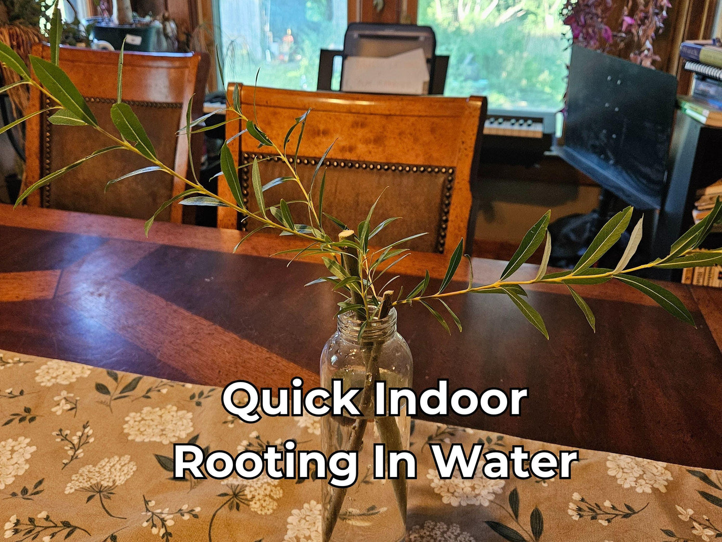 Basket Willow Tree Cuttings - Fast Rooting Decor for Propagation Stations, Living Screens, and Basket Crafting - Grow your own home decor!