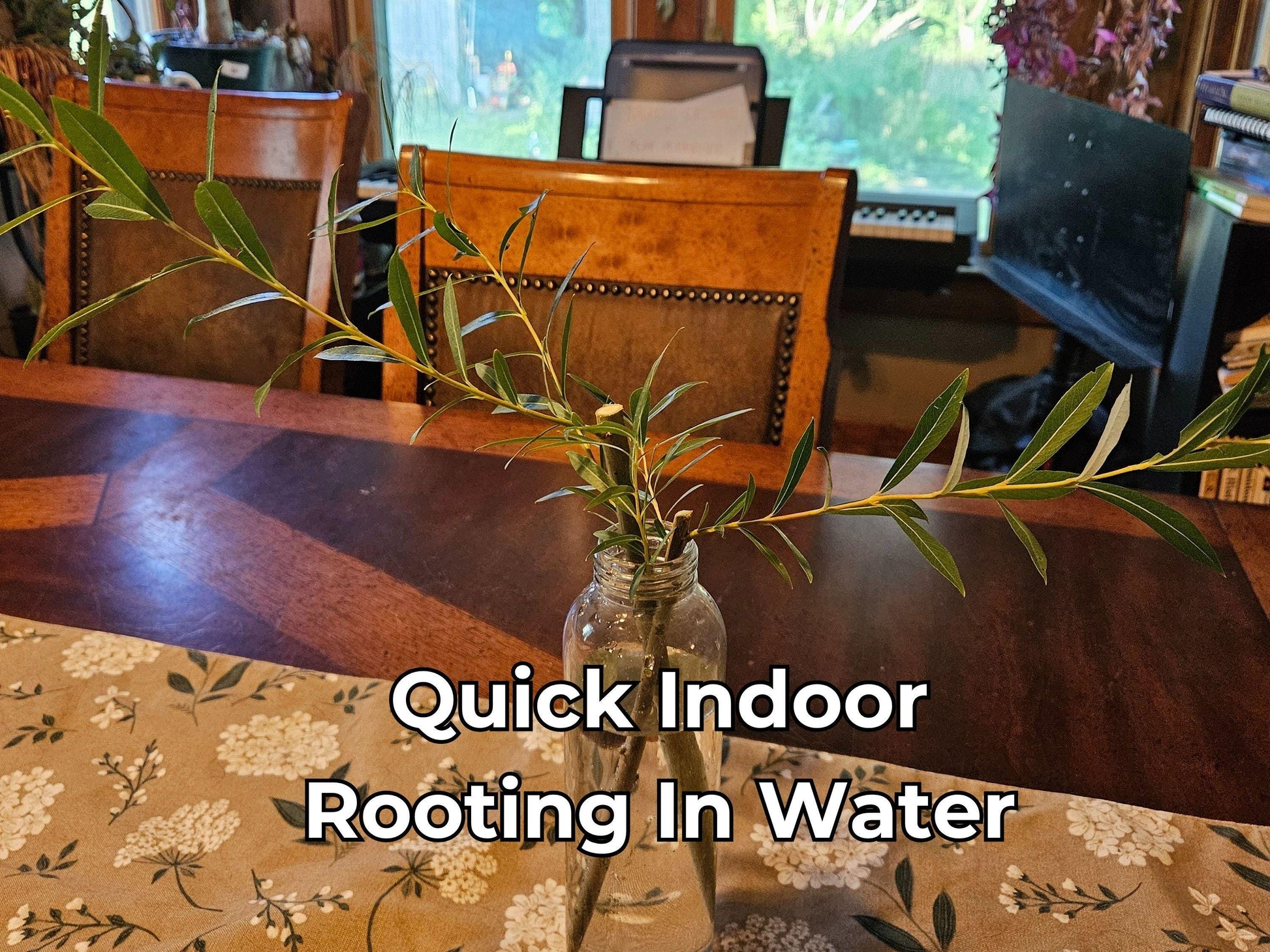 Basket Willow Tree Cuttings - Fast Rooting Decor for Propagation Stations, Living Screens, and Basket Crafting - Grow your own home decor!