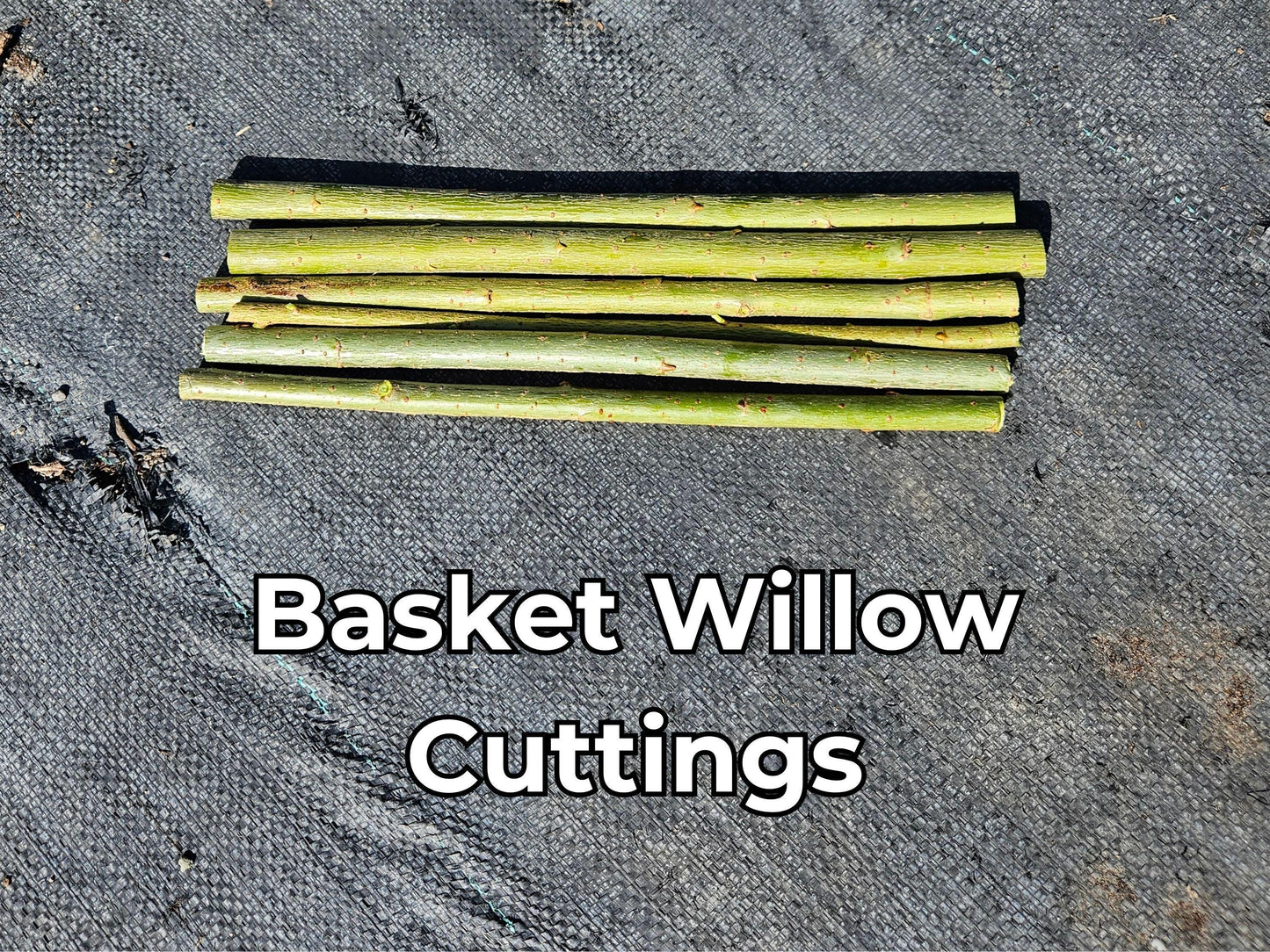 Basket Willow Tree Cuttings - Fast Rooting Decor for Propagation Stations, Living Screens, and Basket Crafting - Grow your own home decor!