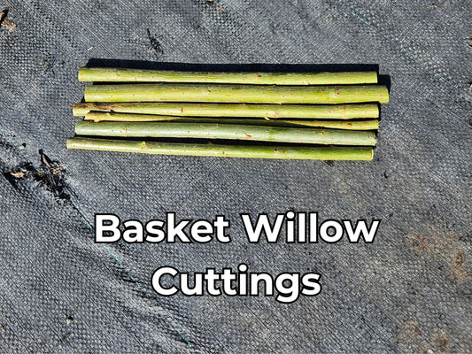 Basket Willow Tree Cuttings - Fast Rooting Decor for Propagation Stations, Living Screens, and Basket Crafting - Grow your own home decor!