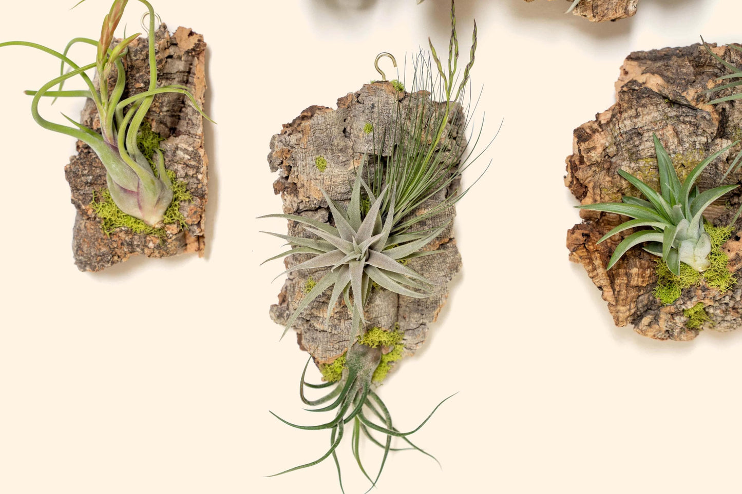 Fully Assembled Air Plant Cork Bark Displays - Multiple Sizes - Live Hanging Garden - 30 Day Air Plant Guarantee - FAST SHIPPING