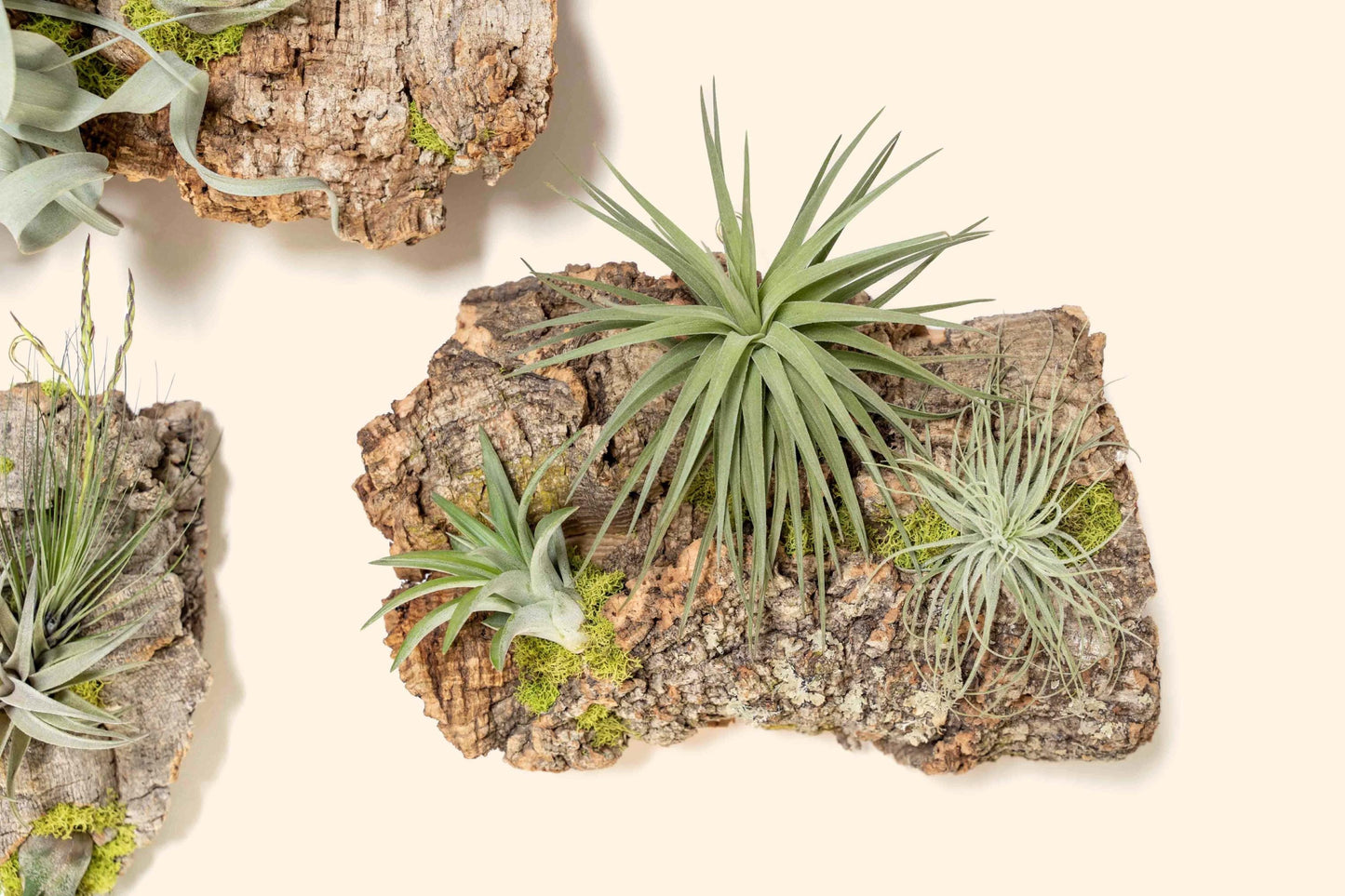 Fully Assembled Air Plant Cork Bark Displays - Multiple Sizes - Live Hanging Garden - 30 Day Air Plant Guarantee - FAST SHIPPING