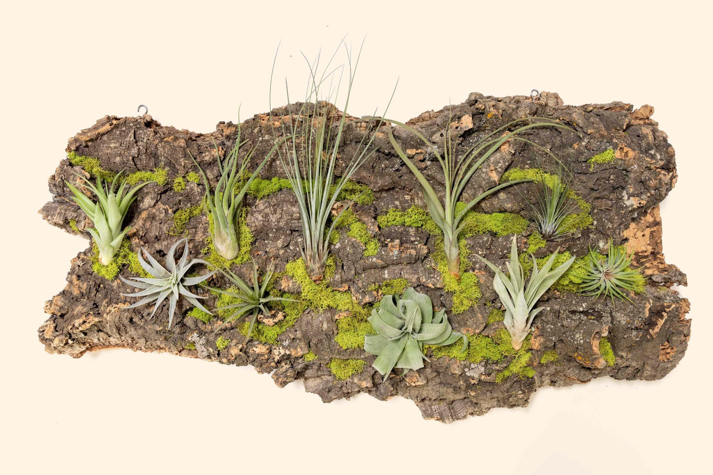 Fully Assembled Air Plant Cork Bark Displays - Multiple Sizes - Live Hanging Garden - 30 Day Air Plant Guarantee - FAST SHIPPING