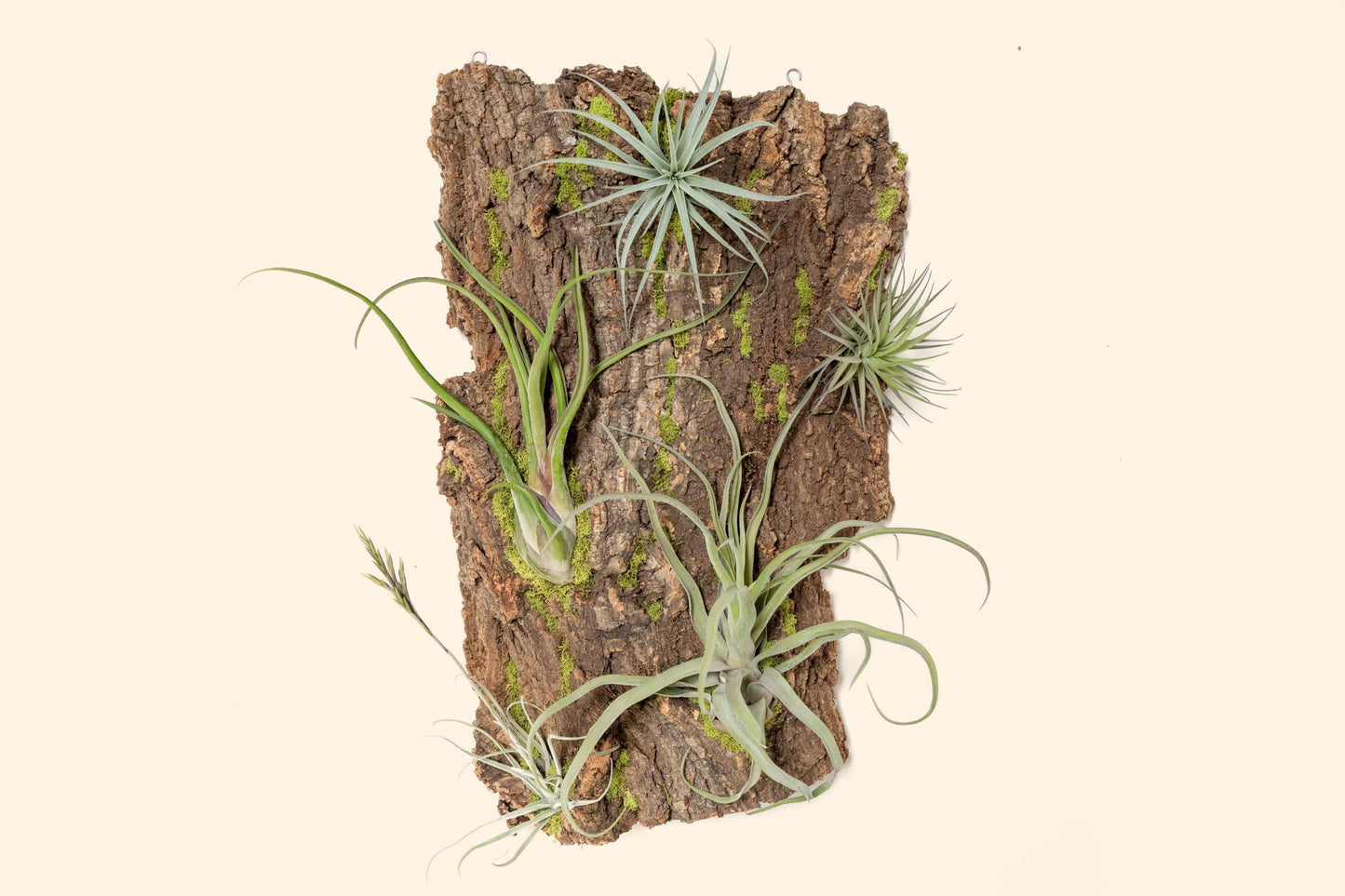 Fully Assembled Air Plant Cork Bark Displays - Multiple Sizes - Live Hanging Garden - 30 Day Air Plant Guarantee - FAST SHIPPING
