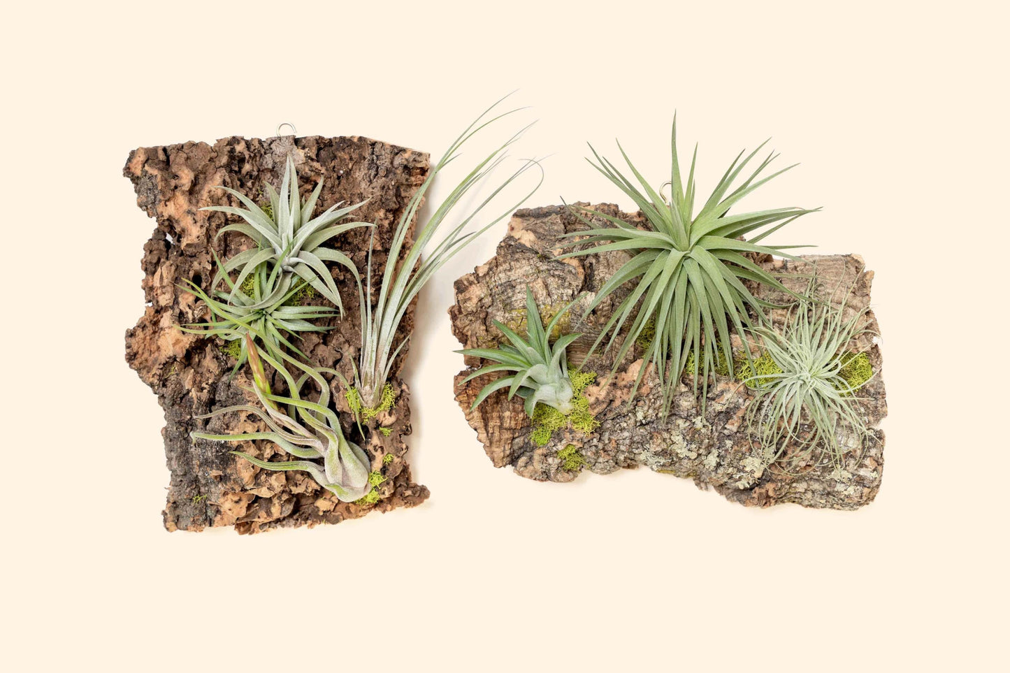 Fully Assembled Air Plant Cork Bark Displays - Multiple Sizes - Live Hanging Garden - 30 Day Air Plant Guarantee - FAST SHIPPING