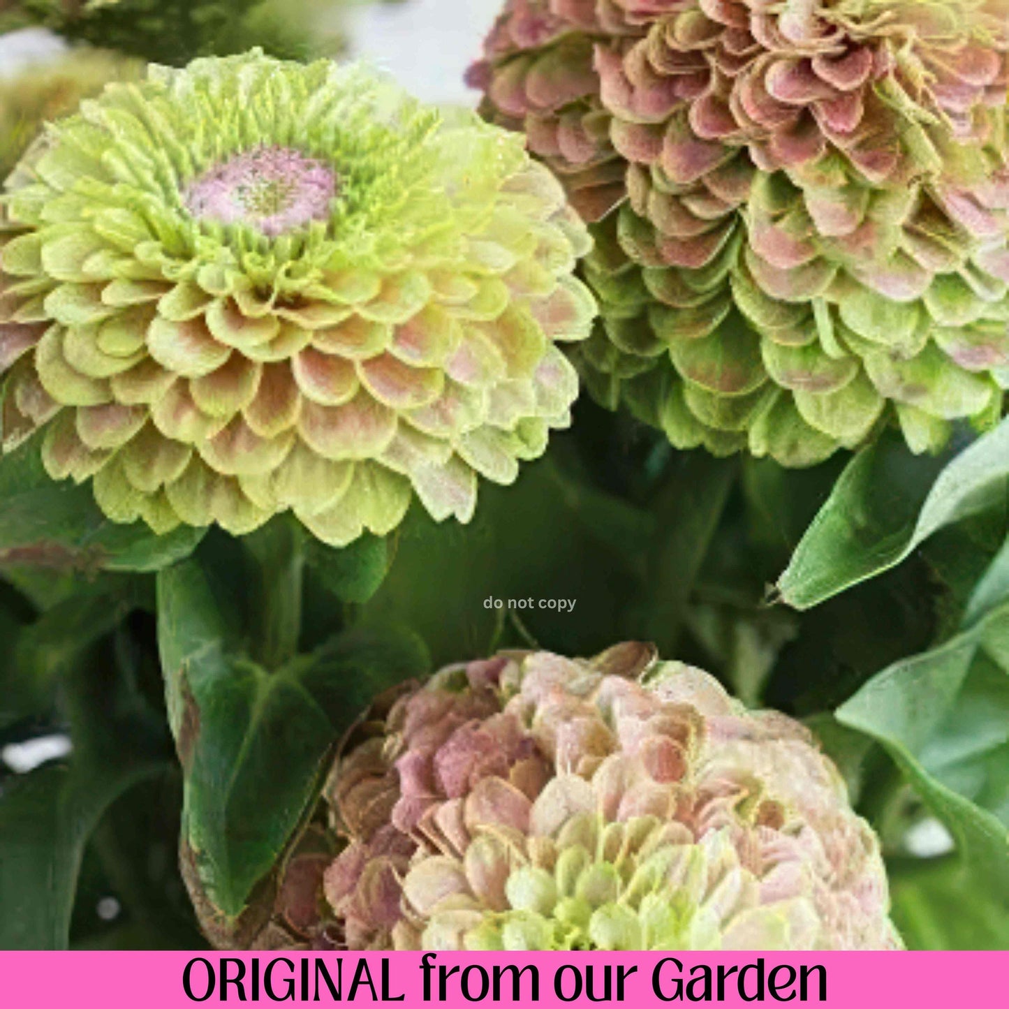 Queen Lime Blush Zinnia seeds, Untreated Heirloom Seeds, Pollinator Flowers Bouquet Cut Flower Easy to Grow
