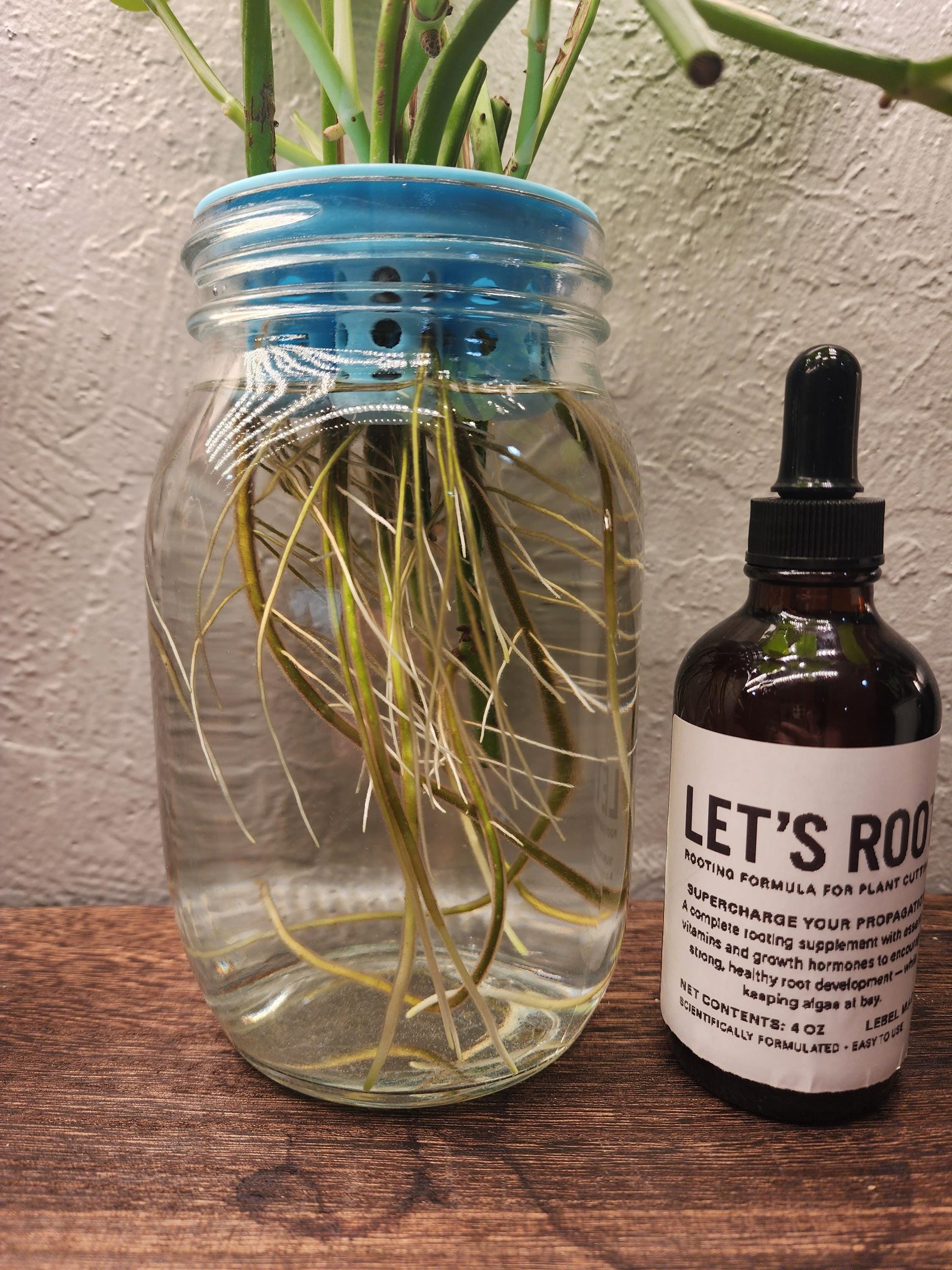 Let’s Root Plant Cutting Rooting Formula | 4 oz Bottle | Propagation Supplement for Water, Soil, LECA