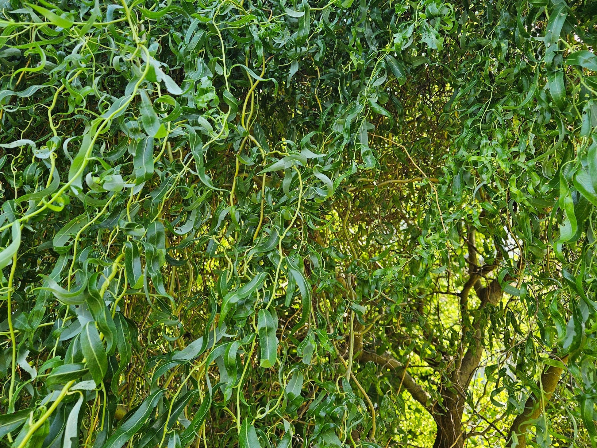 Golden Weeping Willow Tree Cuttings – Fast Rooting Bonsai or Landscape Tree,  Easy Desktop Propagation, Long-Lived Corkscrew Willow