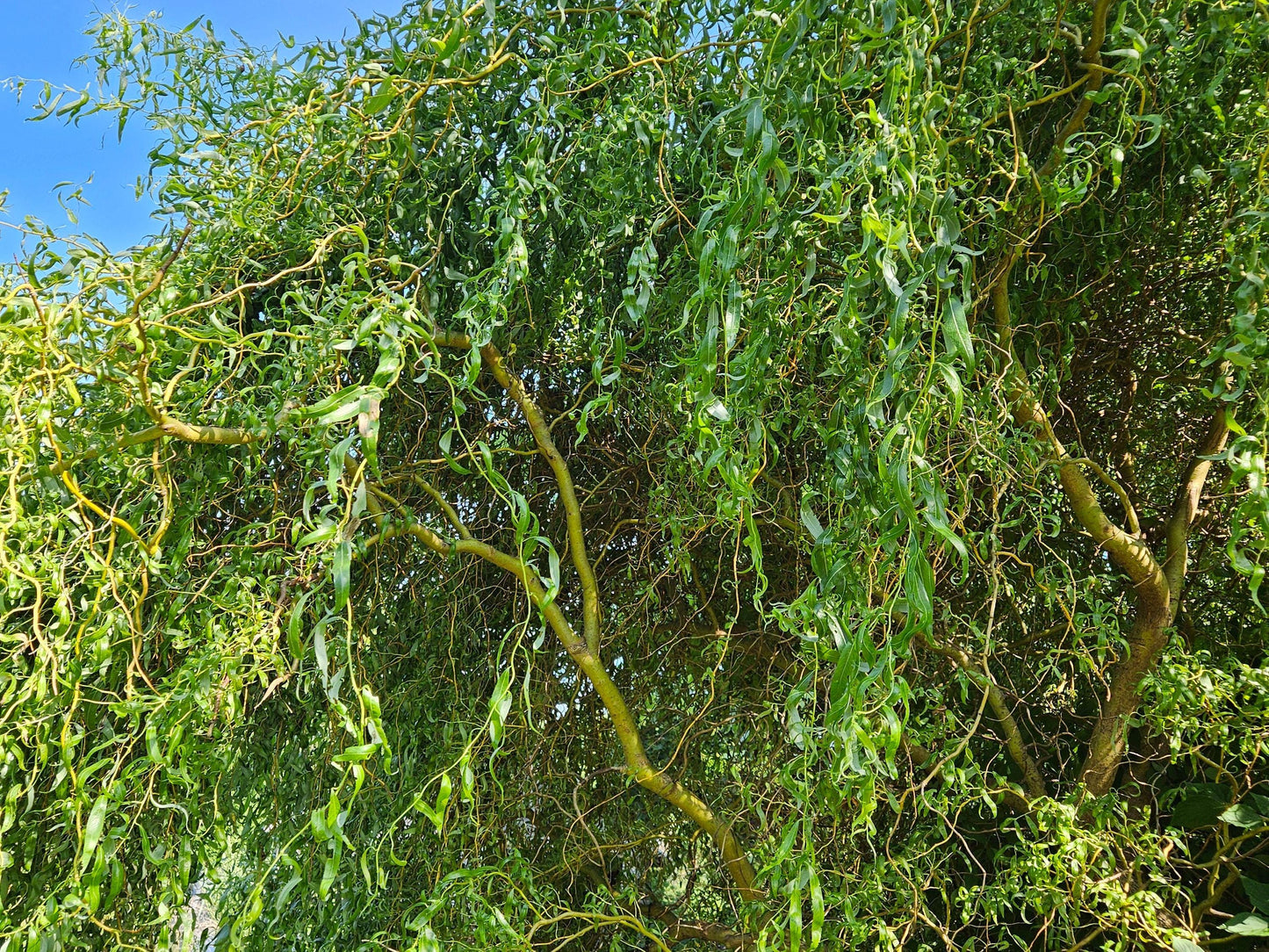Golden Weeping Willow Tree Cuttings – Fast Rooting Bonsai or Landscape Tree,  Easy Desktop Propagation, Long-Lived Corkscrew Willow
