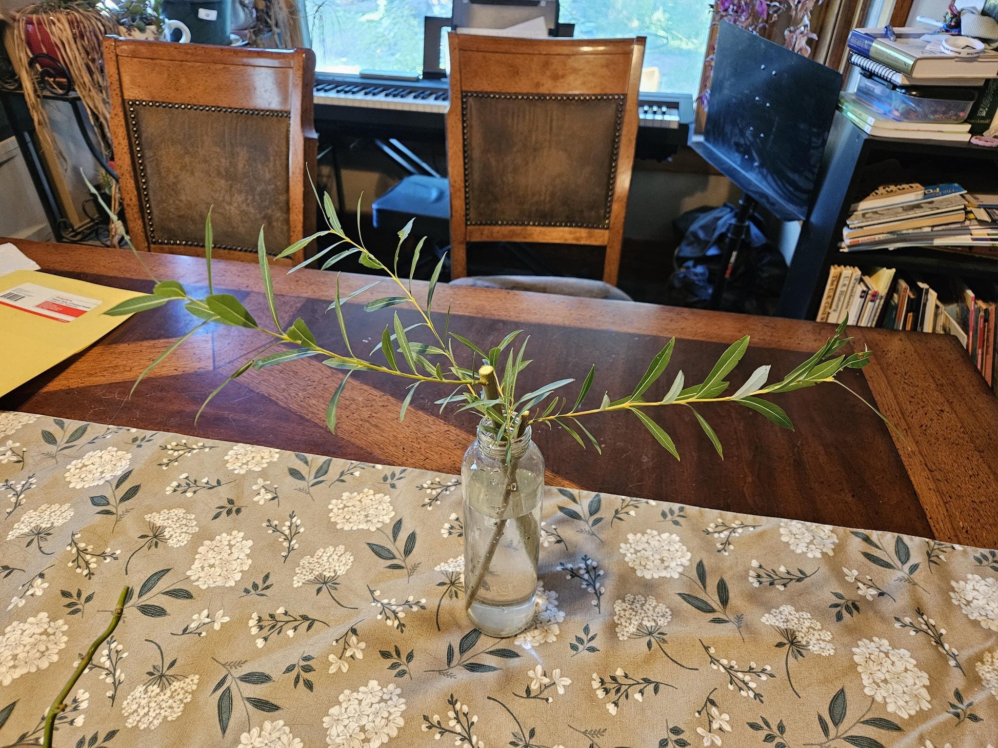 Basket Willow Tree Cuttings - Fast Rooting Decor for Propagation Stations, Living Screens, and Basket Crafting - Grow your own home decor!